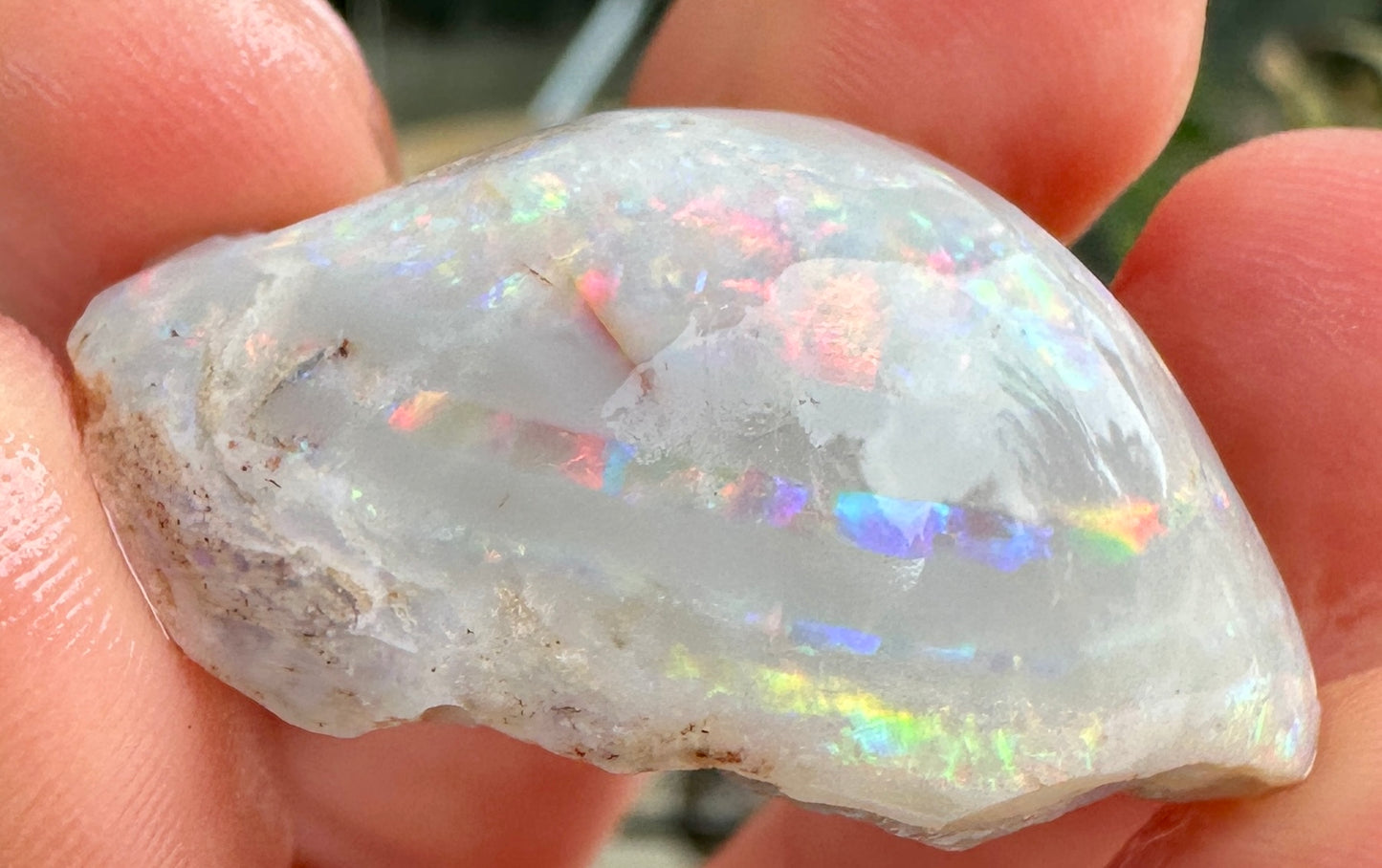Opal Essence Opalized Cockle Fossils multicoloured