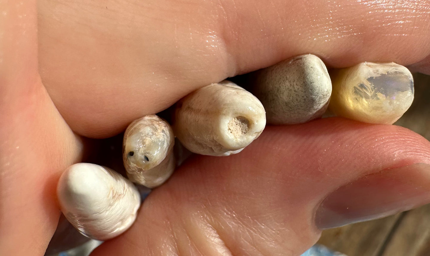 Parcel of Australian opal belemnites 15 cts