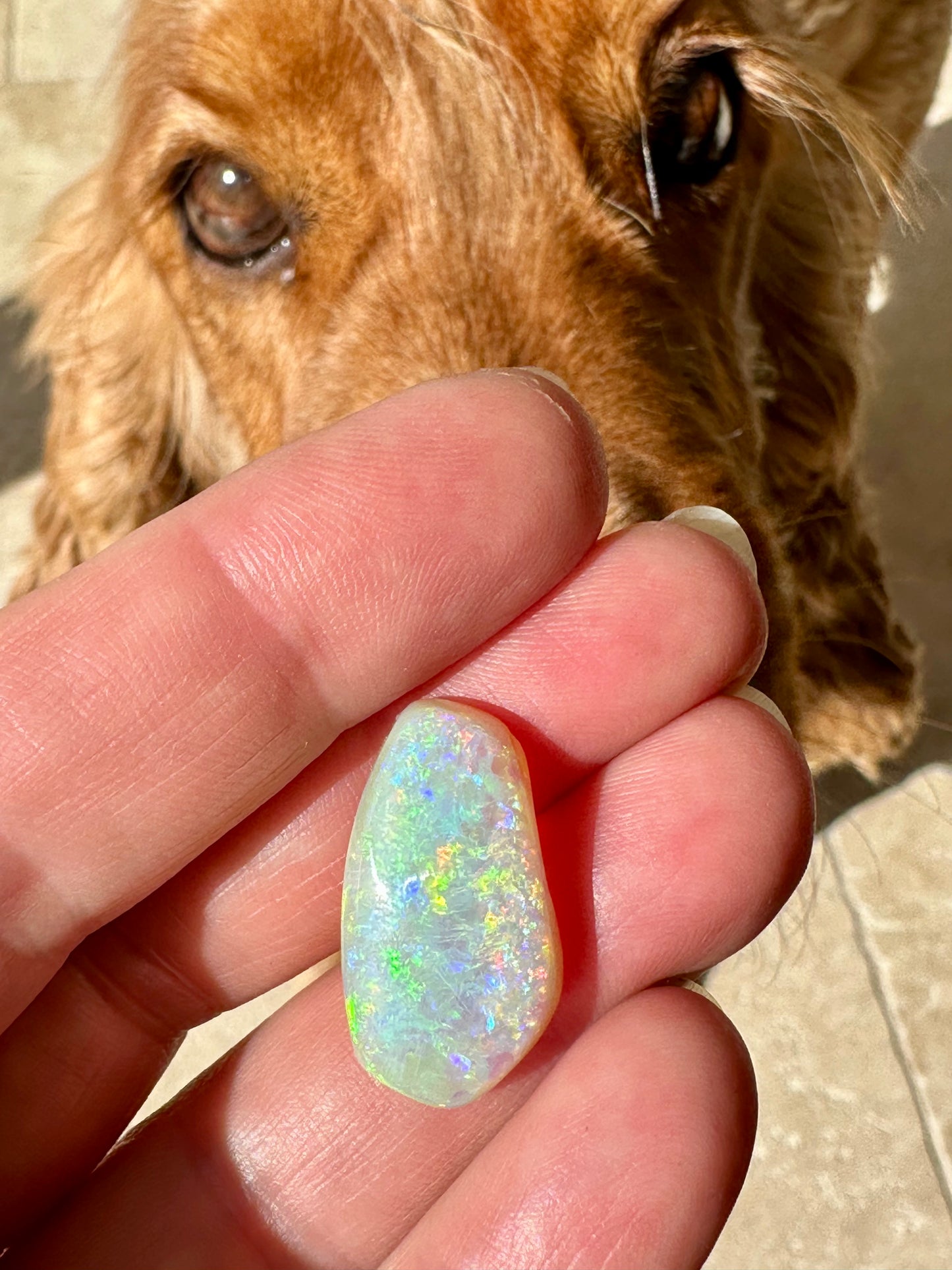 Stunning Coober Pedy Olympic Opal 14.58 cts 25x13mm - Opal Essence Wholesalers