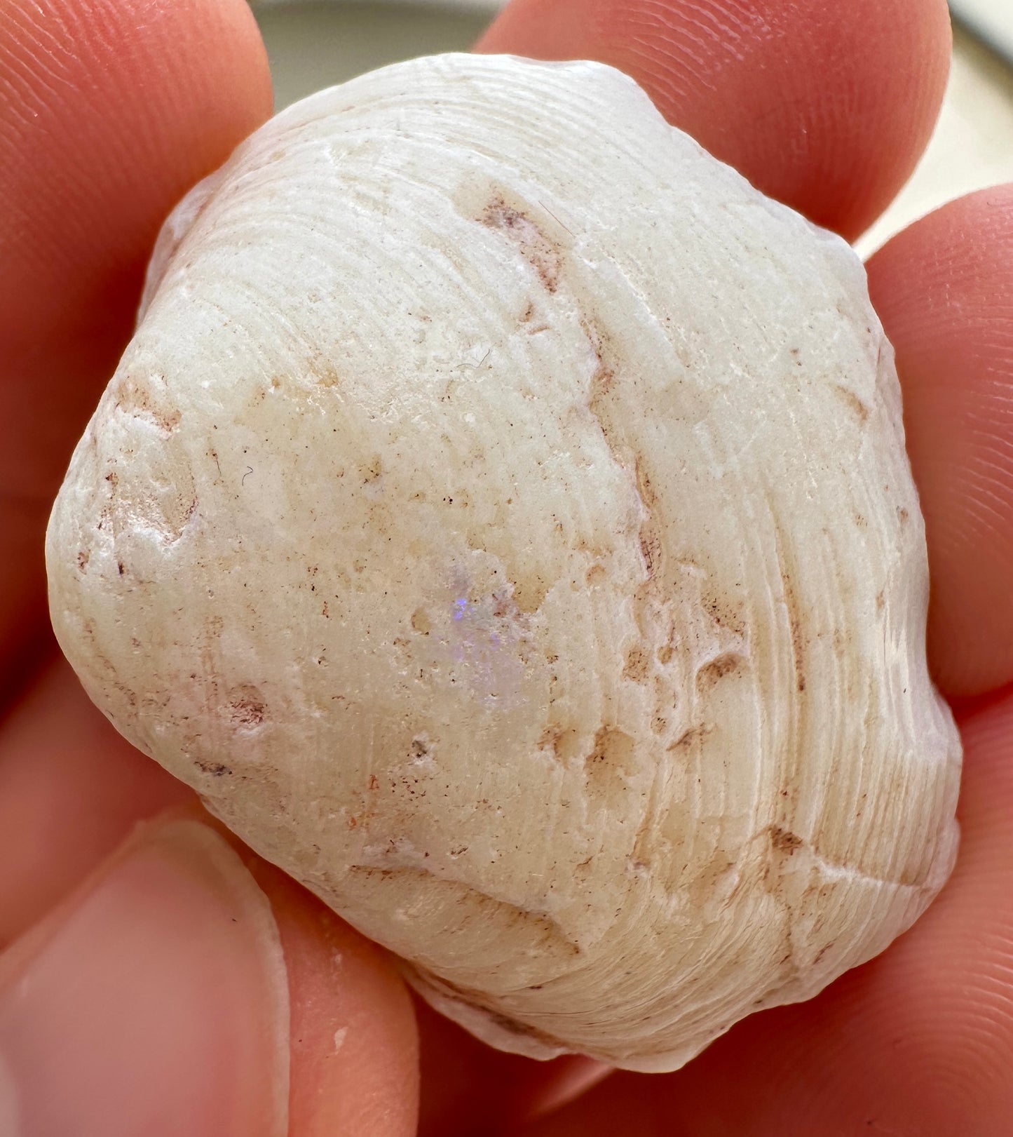 Opalized Cockle Shell 47.4cts