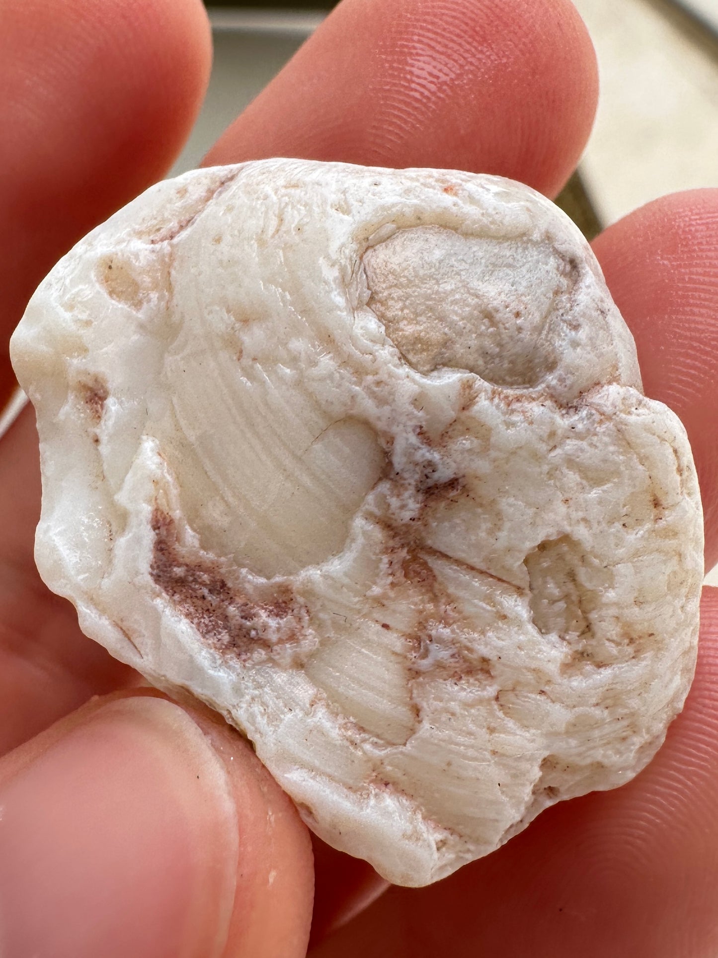Opalized Cockle Shell 47.4cts