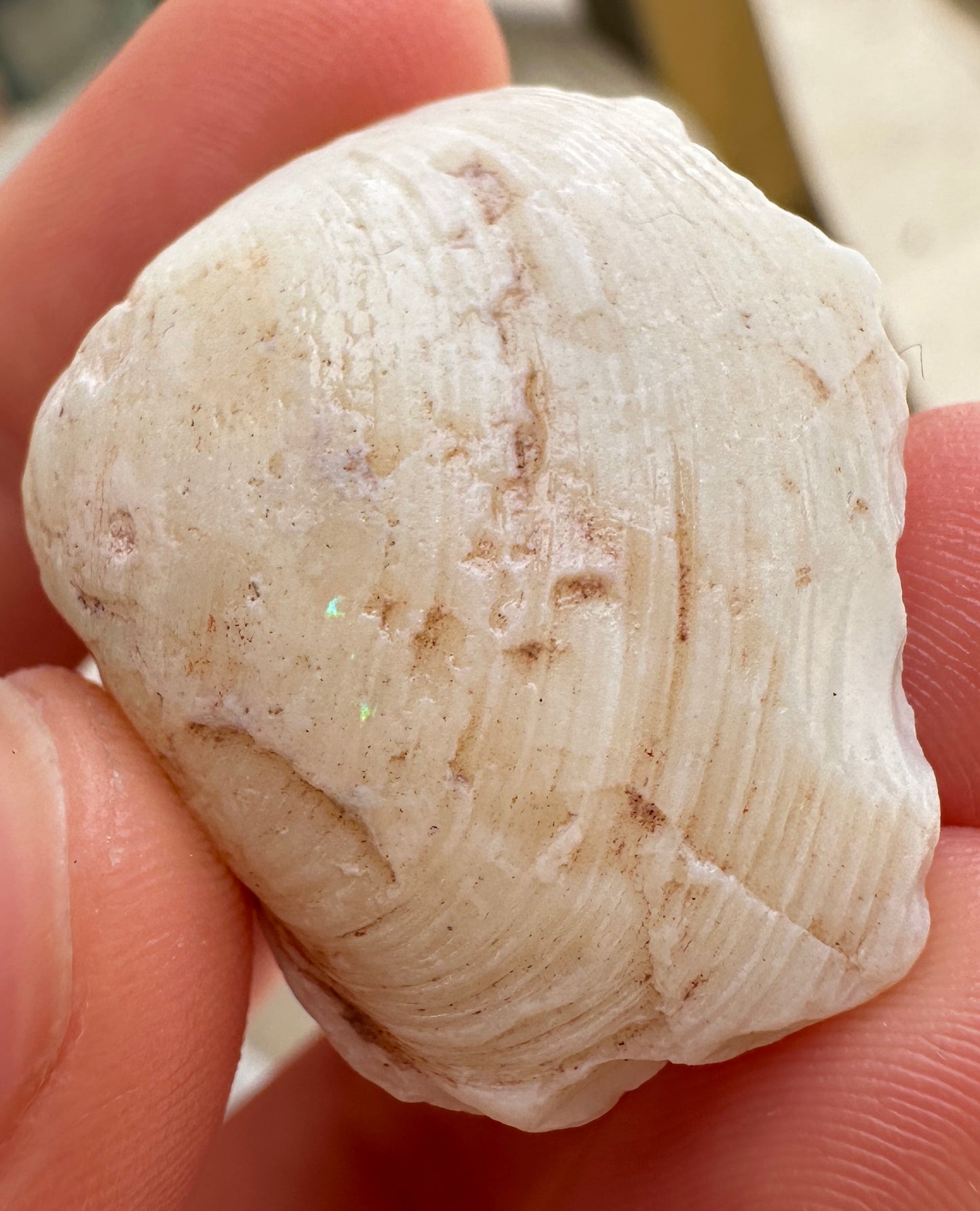 Opalized Cockle Shell 47.4cts