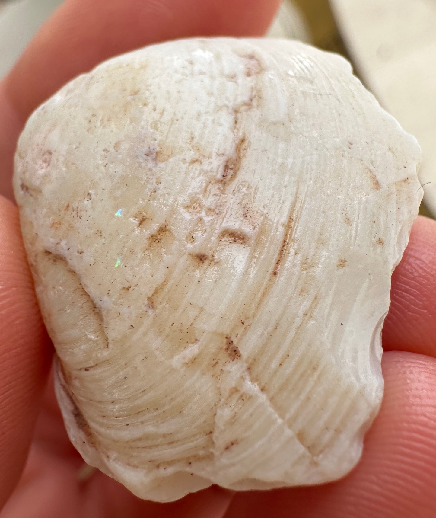 Opalized Cockle Shell 47.4cts