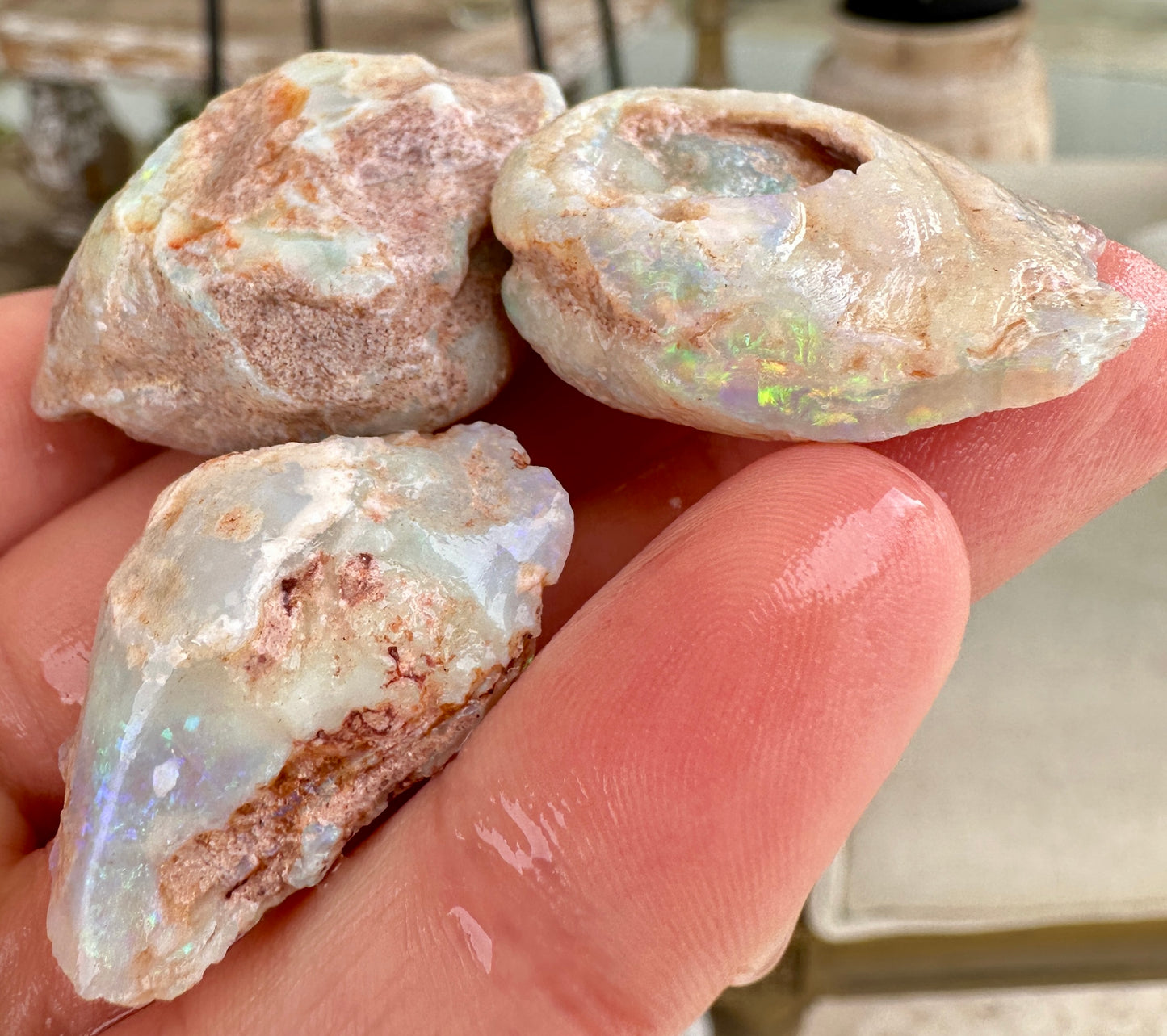 3 Opalized Cockle Shells 157.07cts