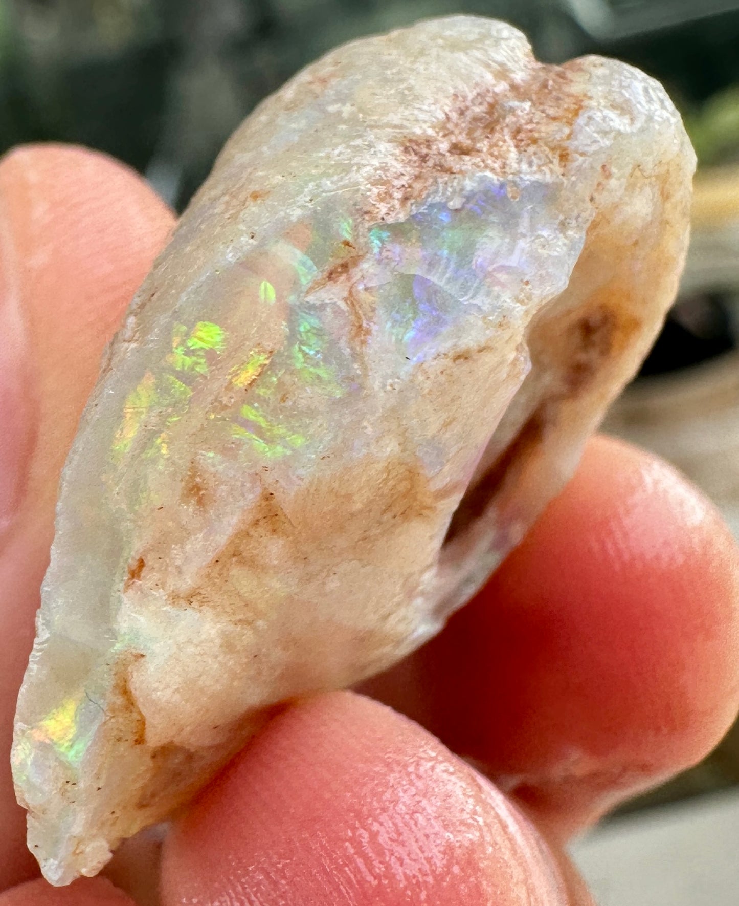 3 Opalized Cockle Shells 157.07cts