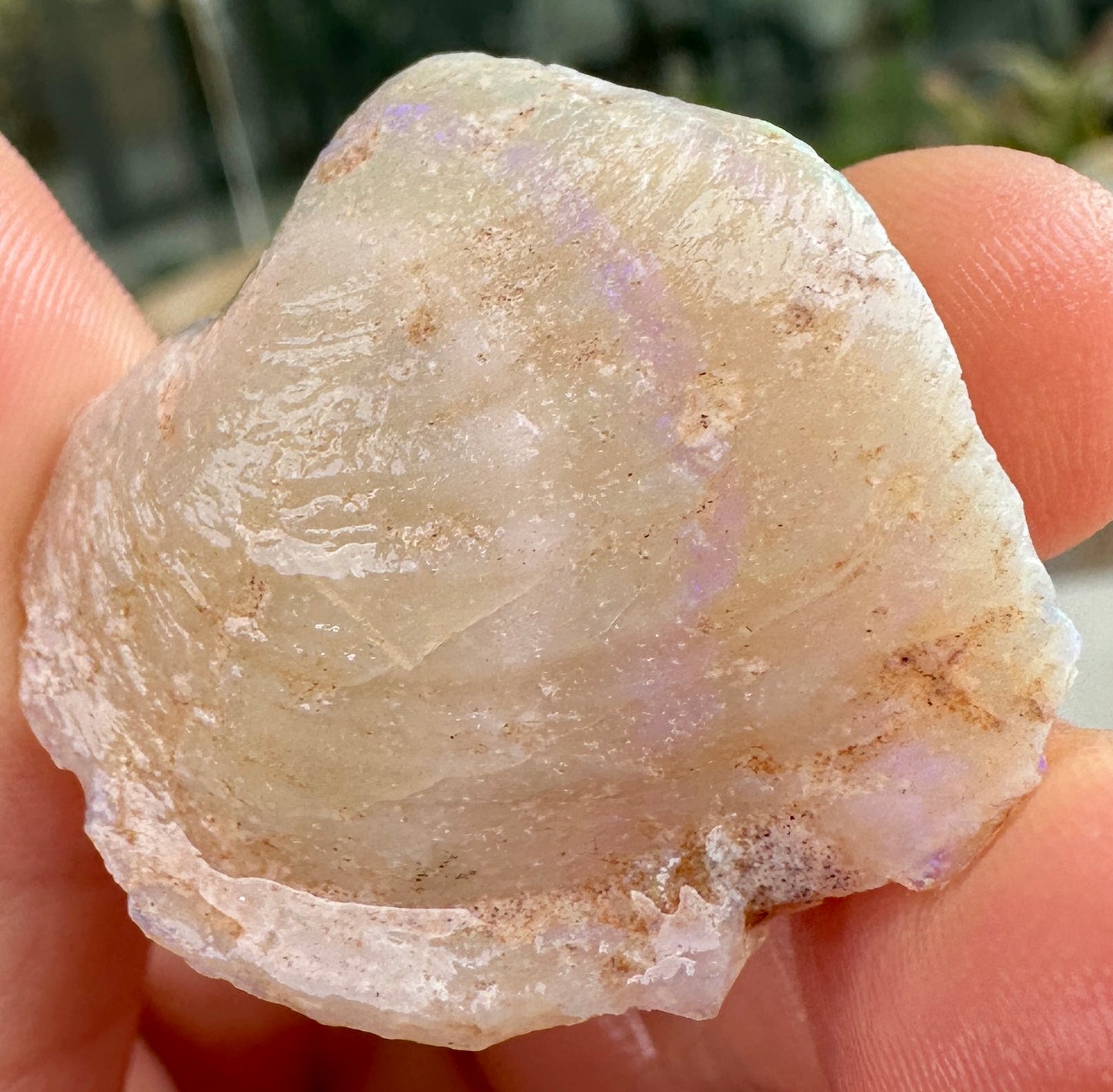3 Opalized Cockle Shells 157.07cts