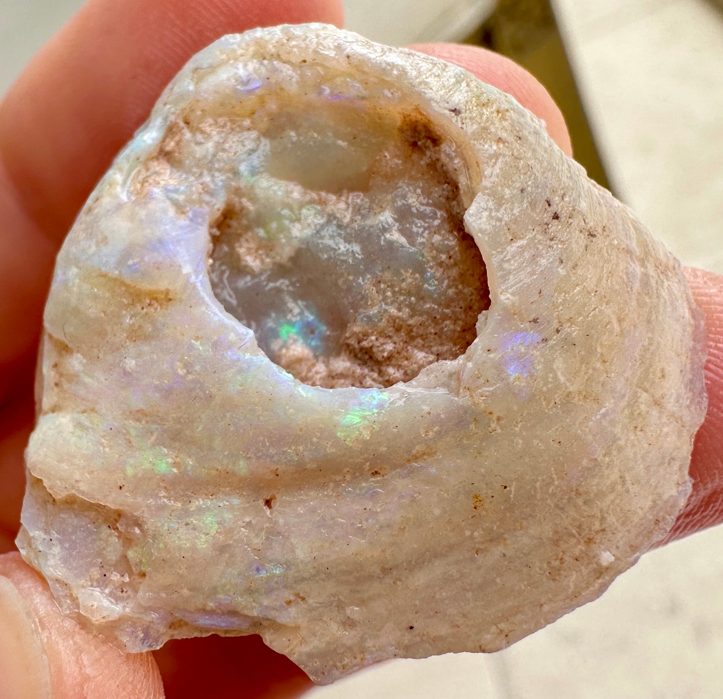 3 Opalized Cockle Shells 157.07cts