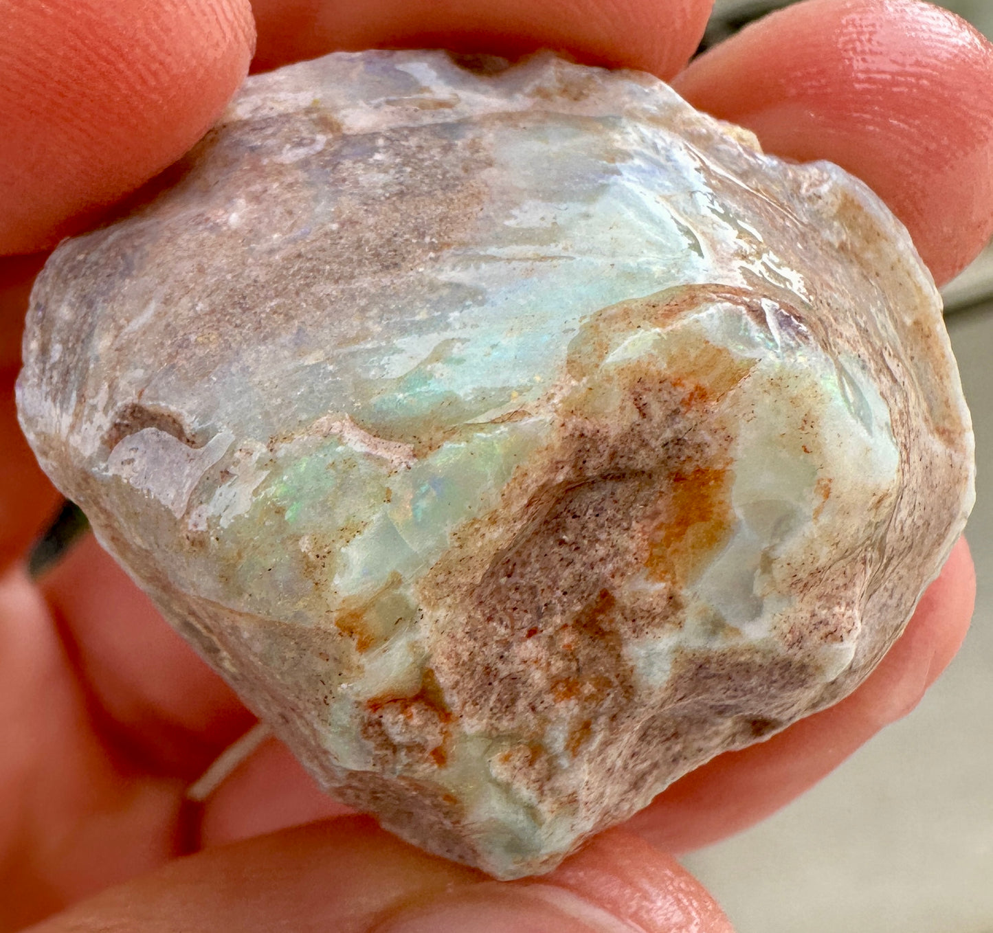 3 Opalized Cockle Shells 157.07cts