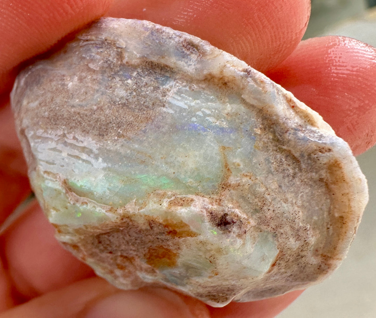 3 Opalized Cockle Shells 157.07cts