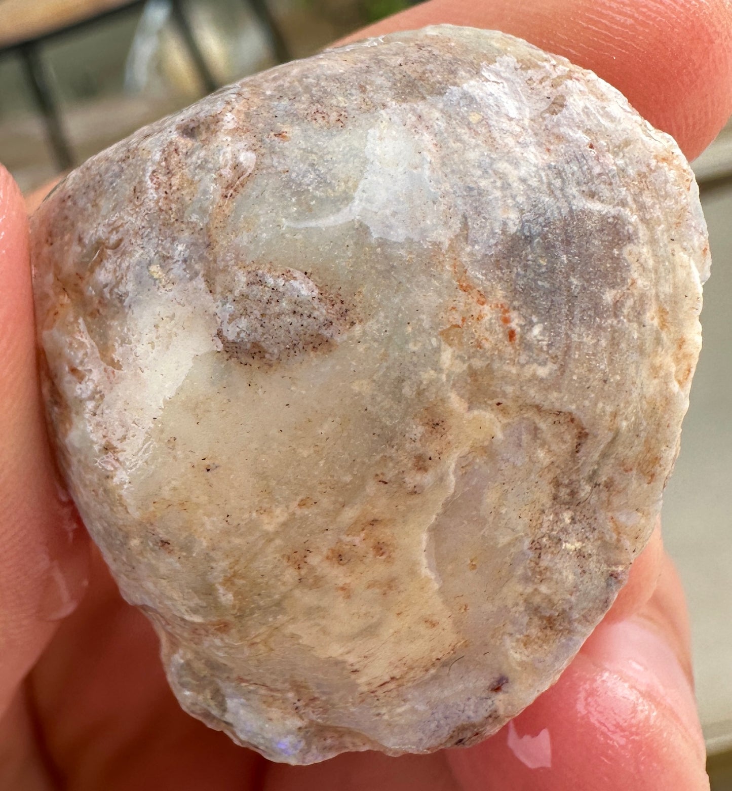 3 Opalized Cockle Shells 157.07cts