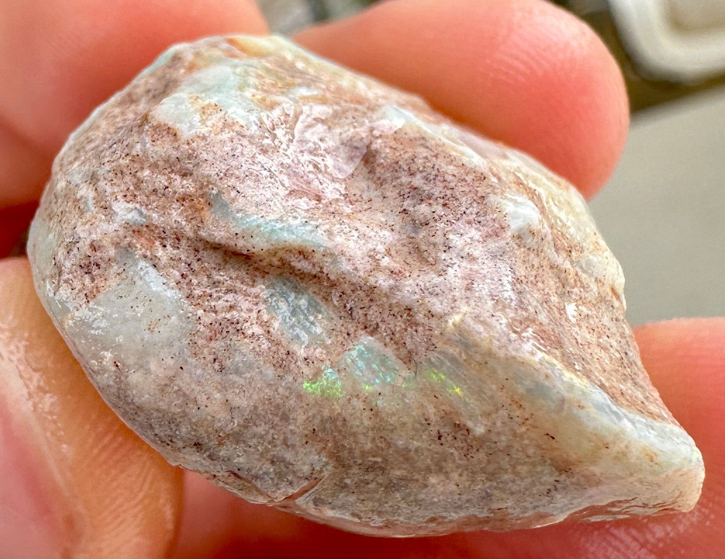 3 Opalized Cockle Shells 157.07cts
