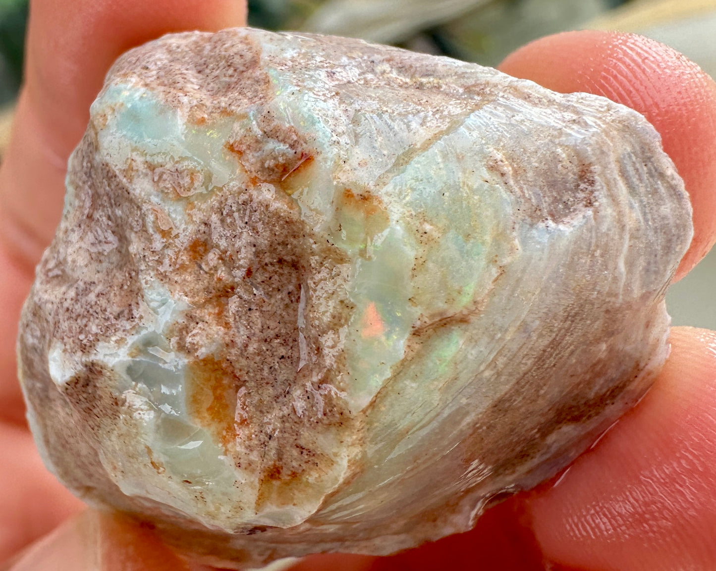 3 Opalized Cockle Shells 157.07cts