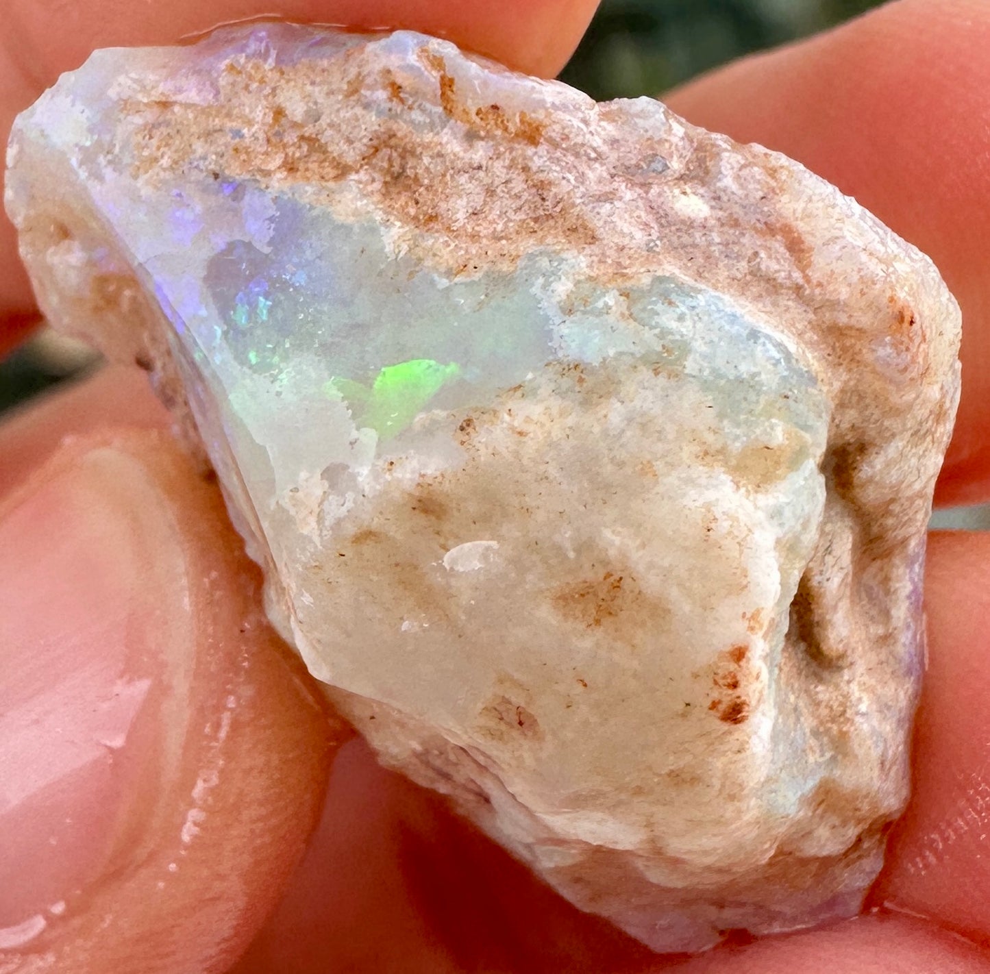 3 Opalized Cockle Shells 157.07cts
