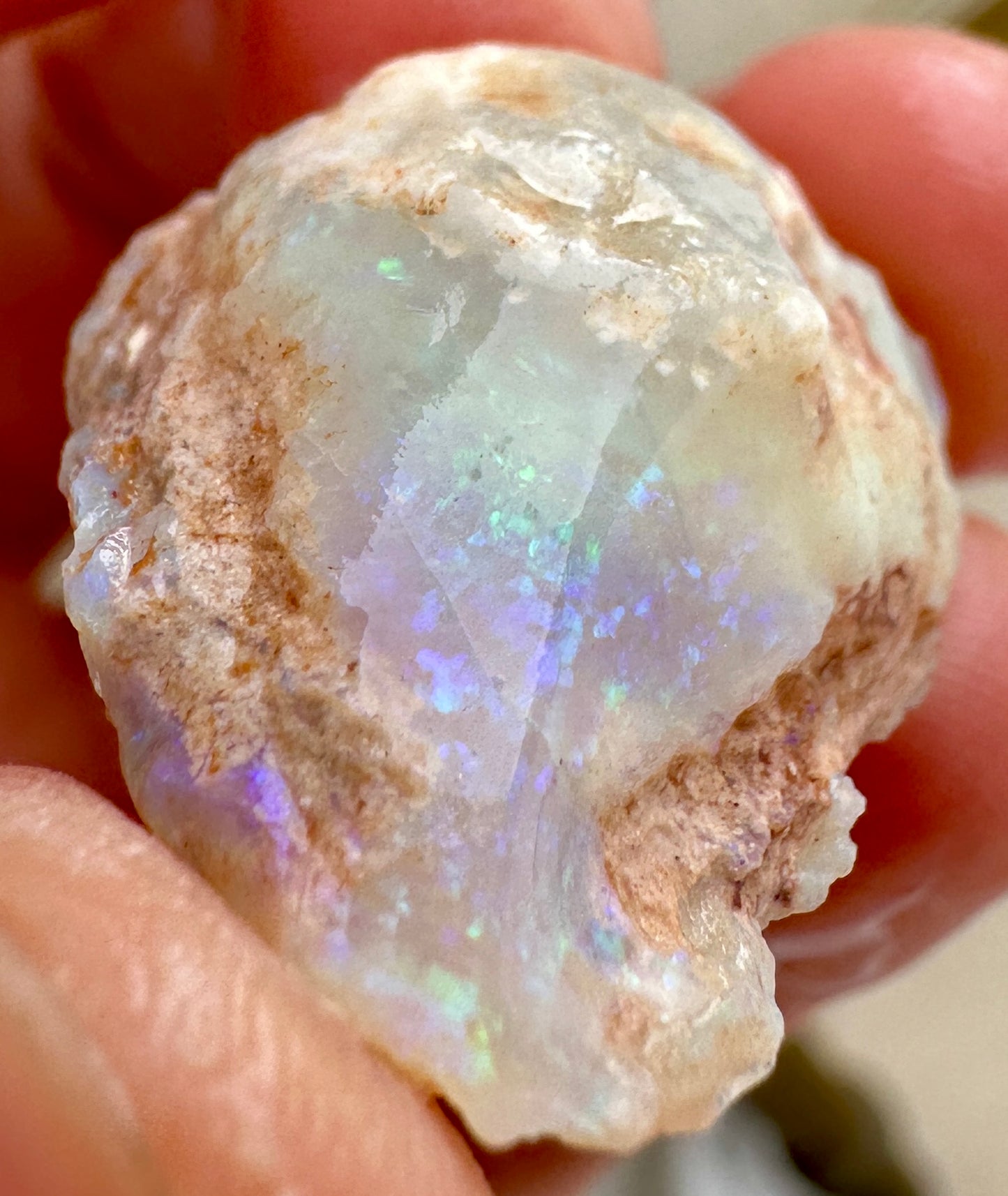 3 Opalized Cockle Shells 157.07cts