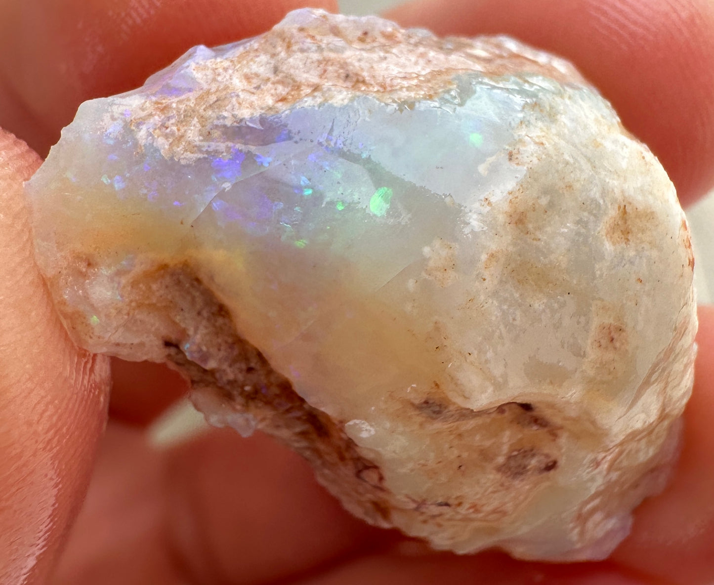 3 Opalized Cockle Shells 157.07cts