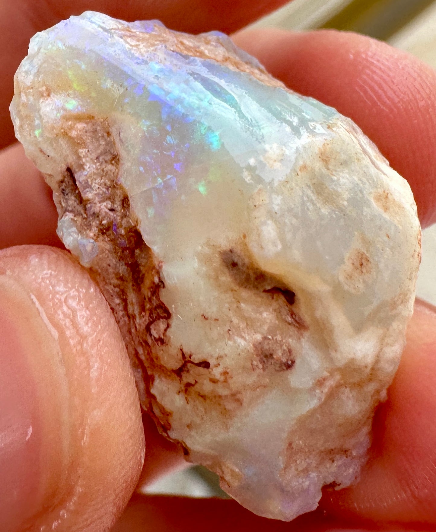 3 Opalized Cockle Shells 157.07cts