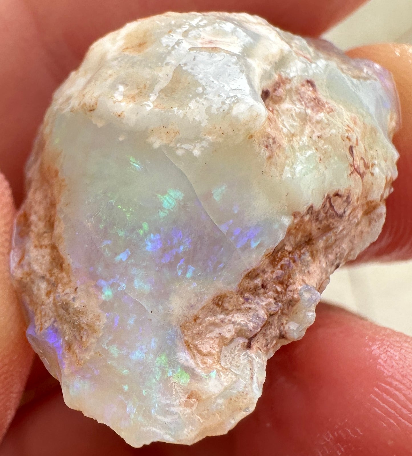 3 Opalized Cockle Shells 157.07cts