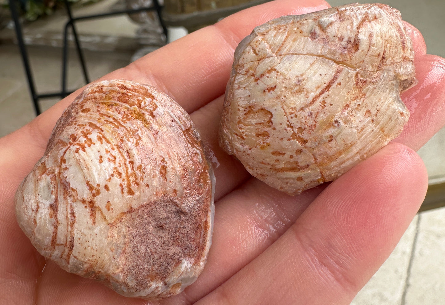2 Opalized Cockle Shells 166.71cts