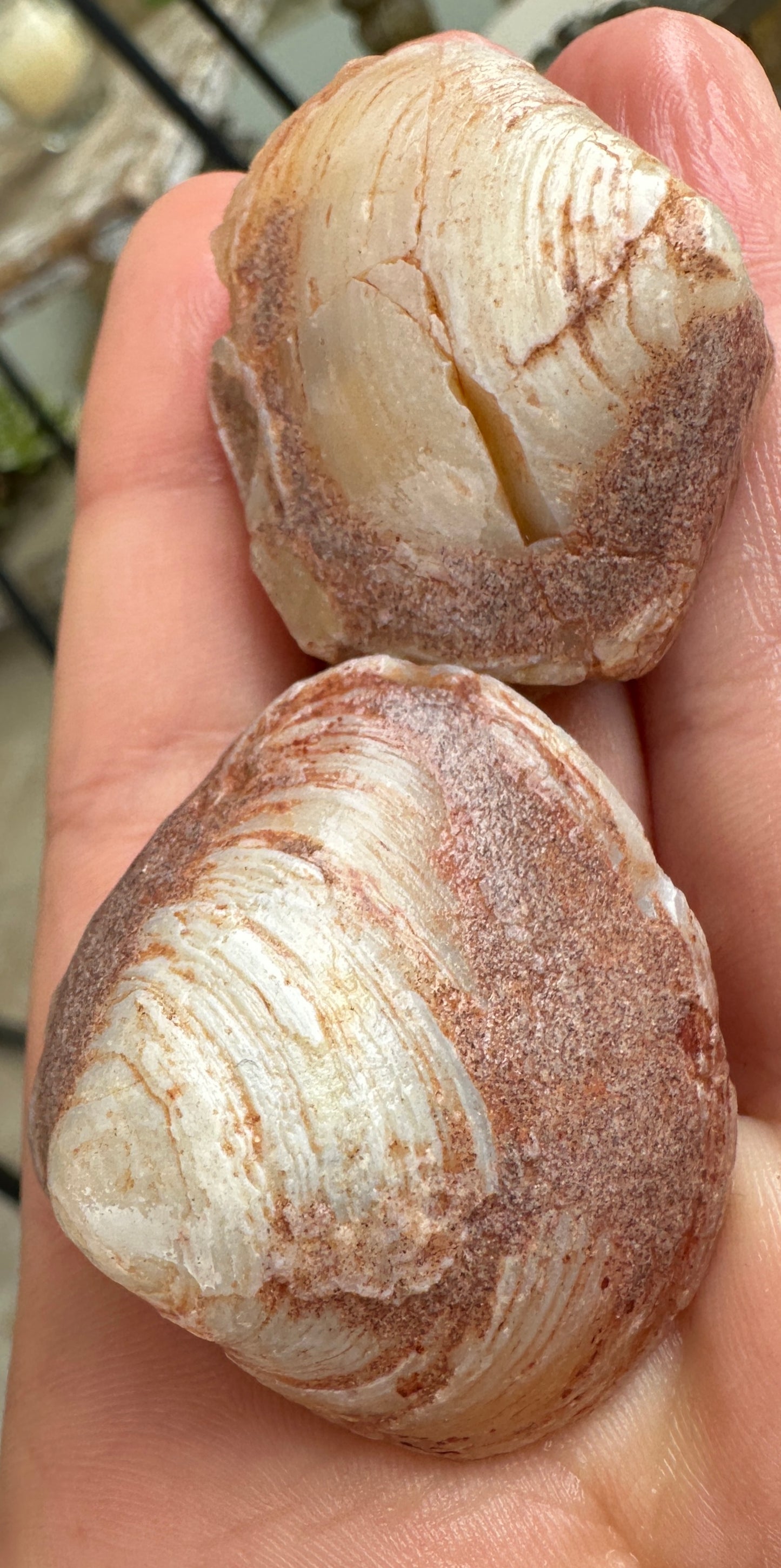 2 Opalized Cockle Shells 166.71cts