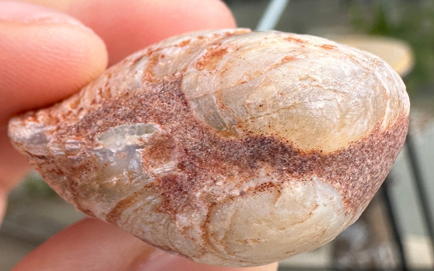 2 Opalized Cockle Shells 166.71cts