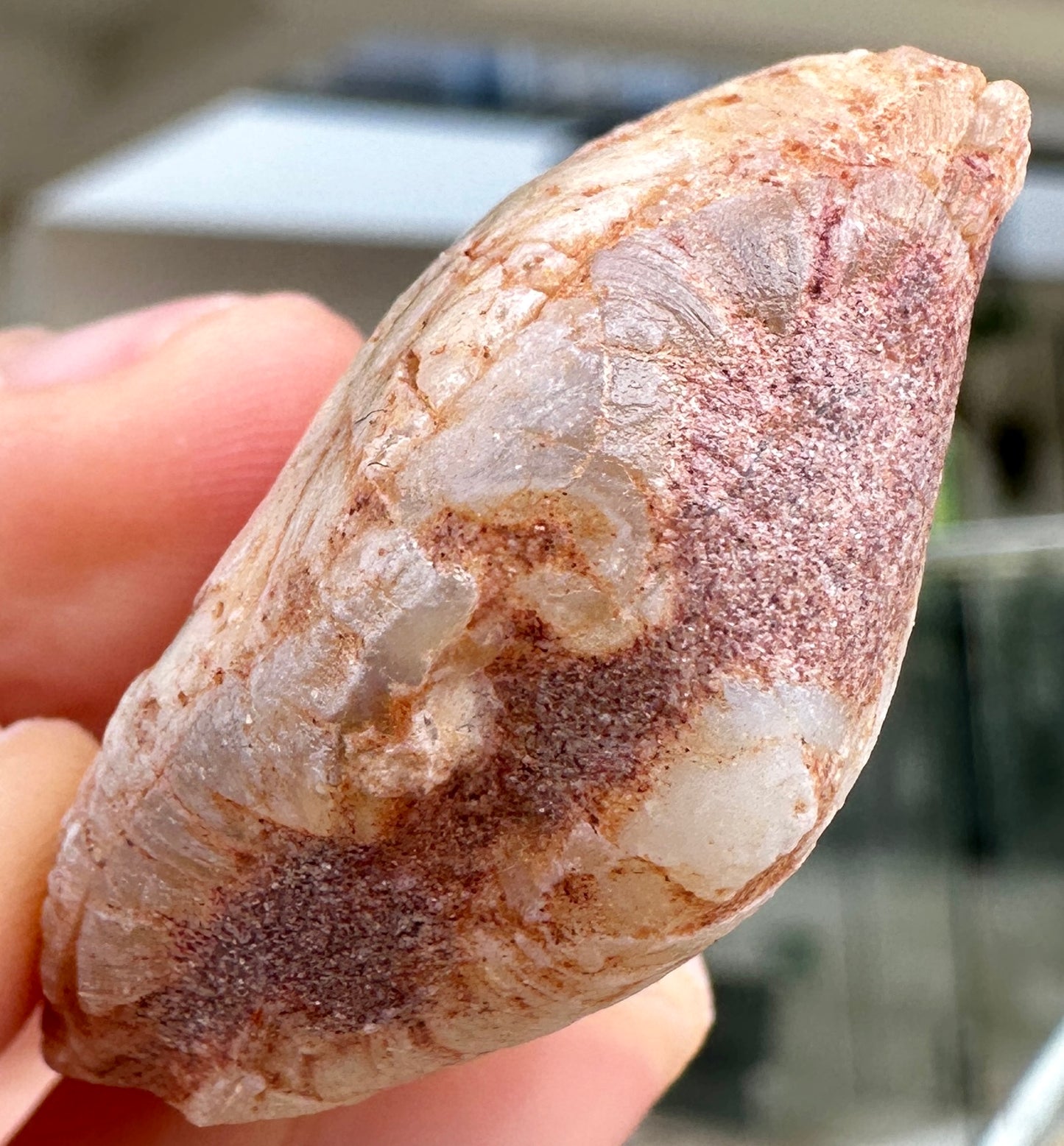 2 Opalized Cockle Shells 166.71cts