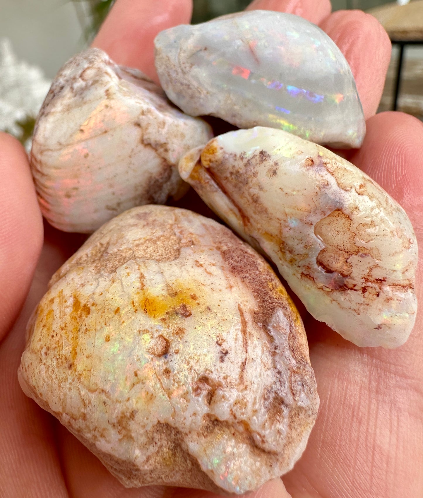 Opal Essence Opalized Cockle Fossils multicoloured