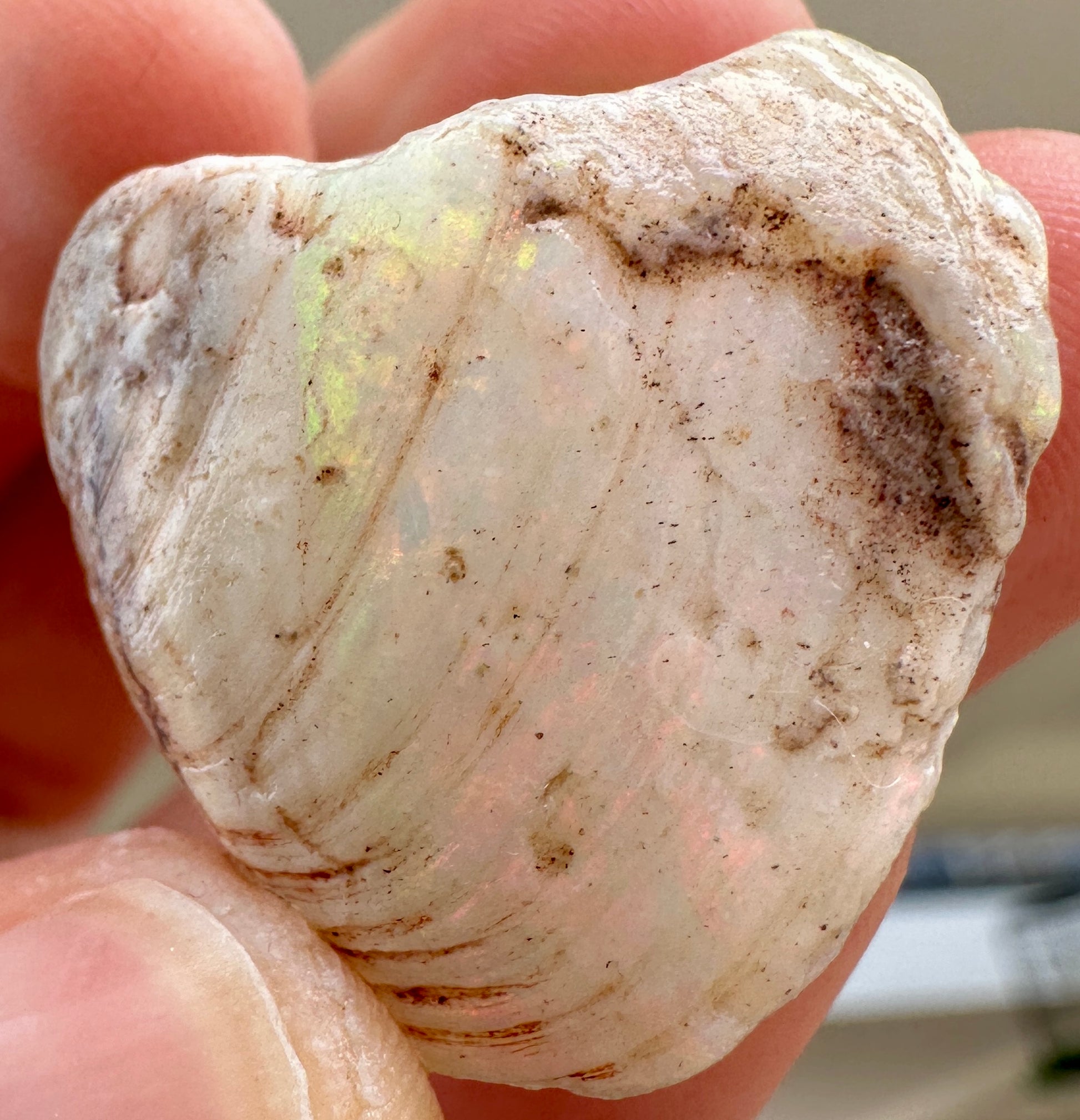 Opal Essence Opalized Cockle Fossils multicoloured