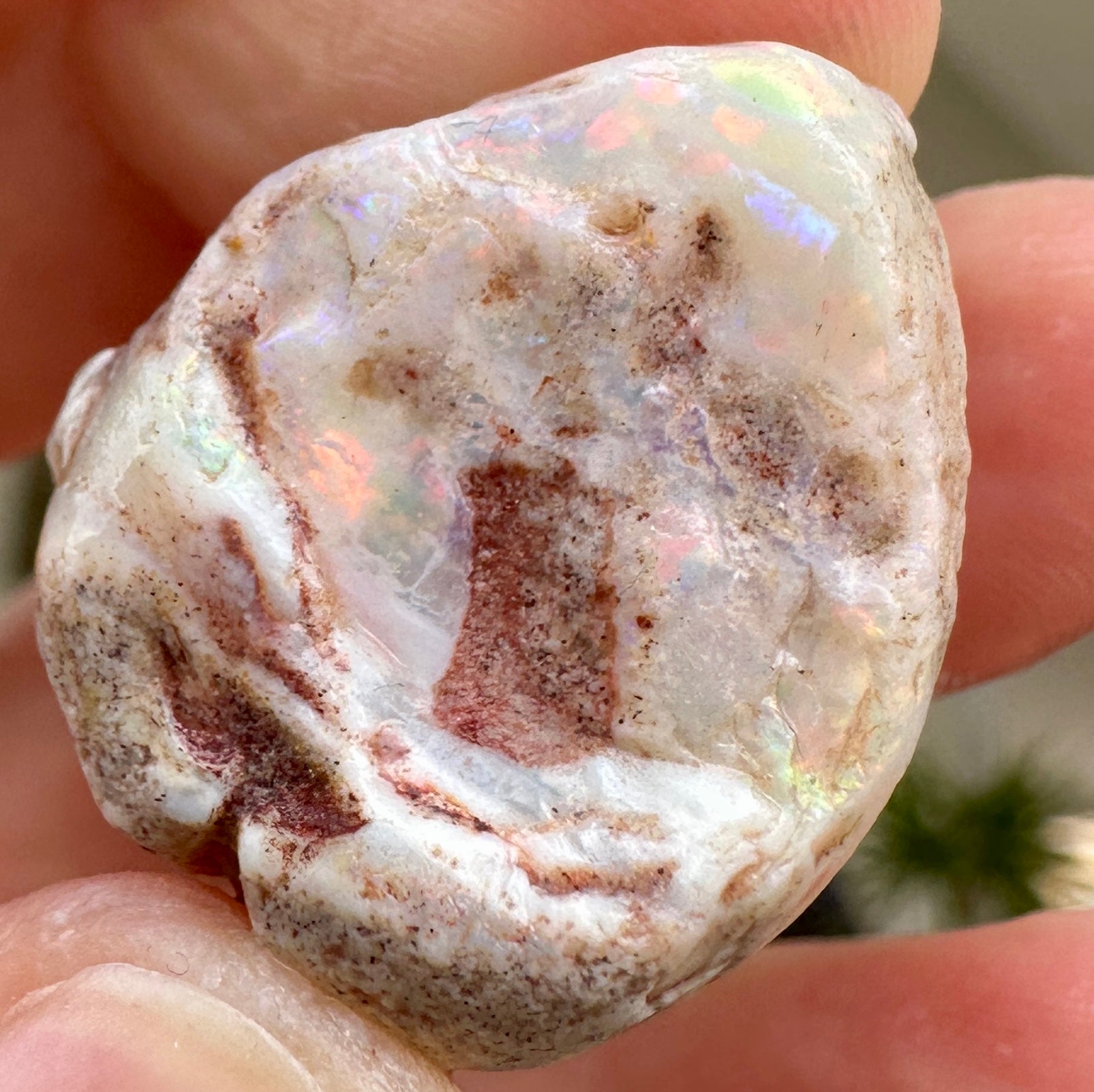 Opal Essence Opalized Cockle Fossils multicoloured