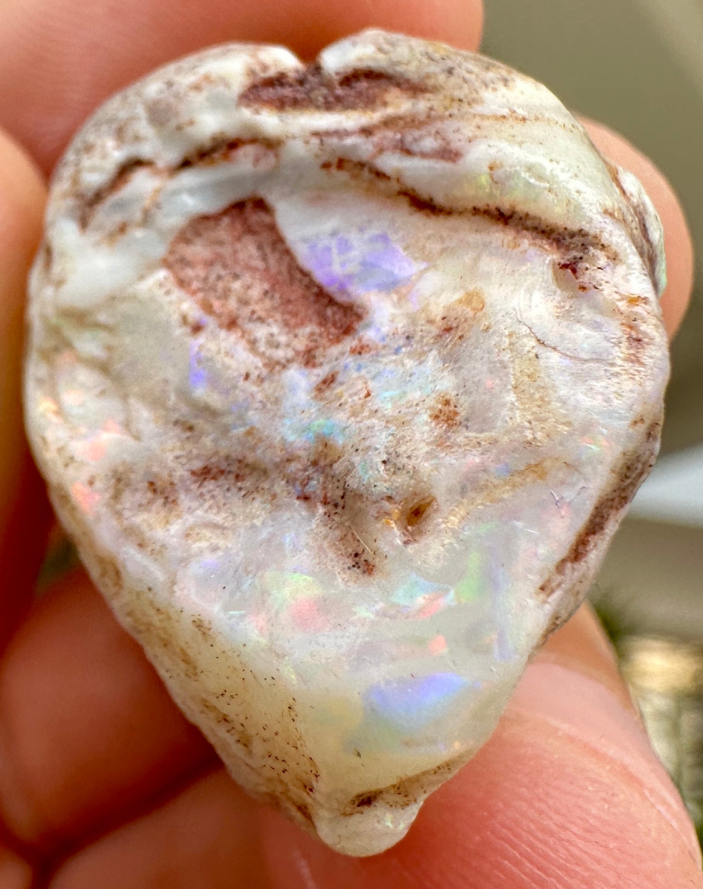 Opal Essence Opalized Cockle Fossils multicoloured