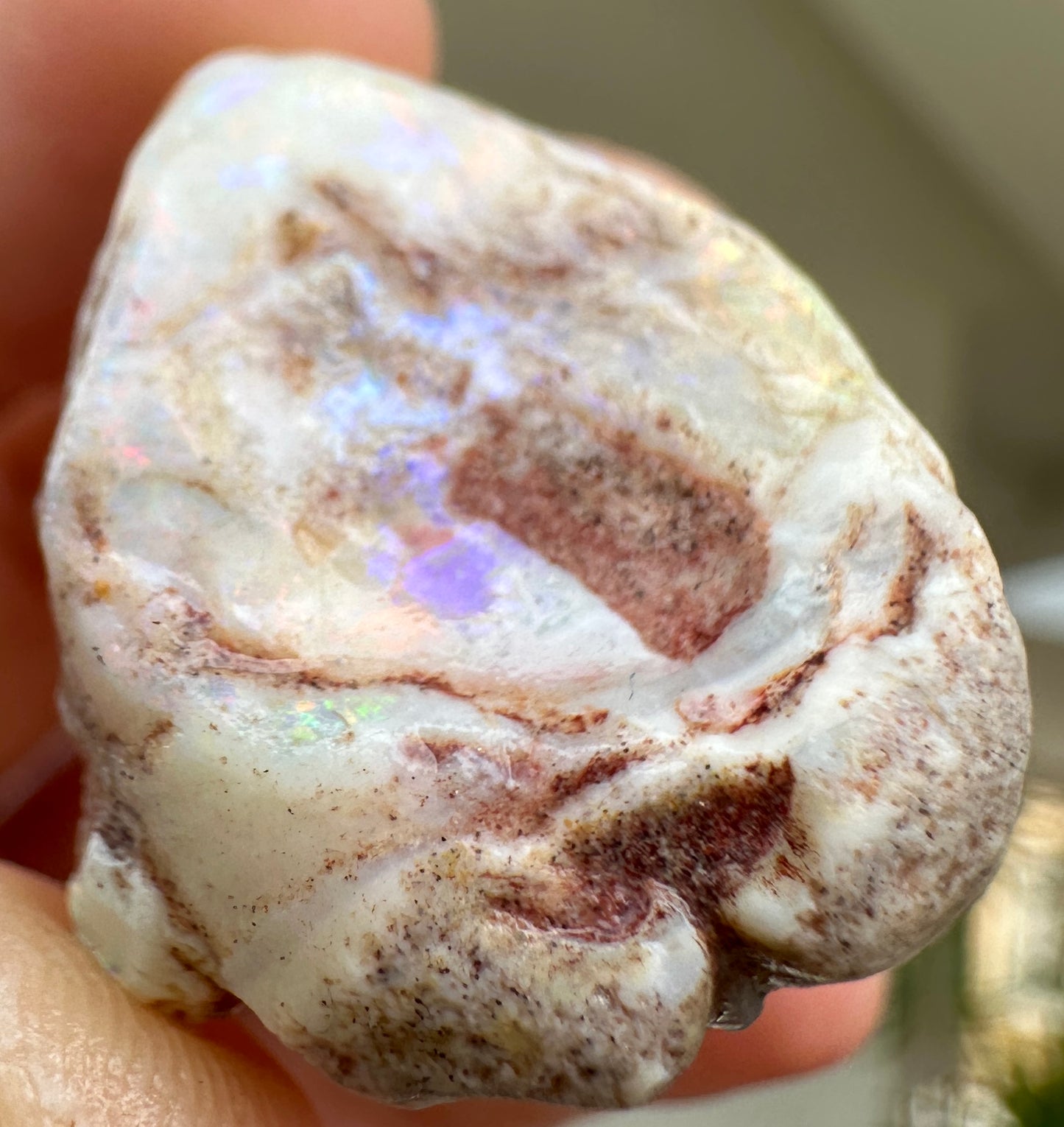 Opal Essence Opalized Cockle Fossils multicoloured