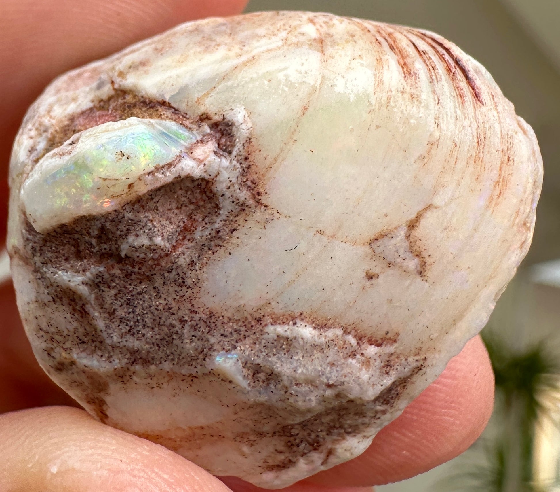 Opal Essence Opalized Cockle Fossils multicoloured