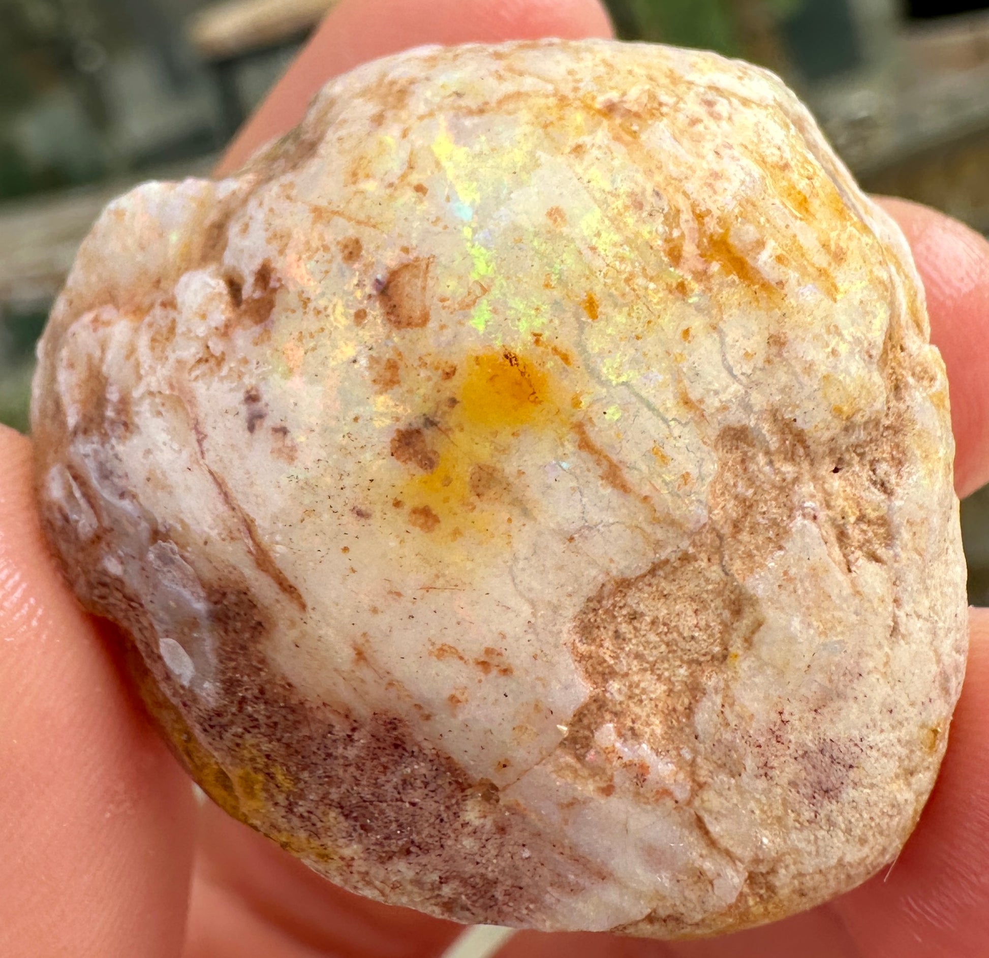 Opal Essence Opalized Cockle Fossils multicoloured