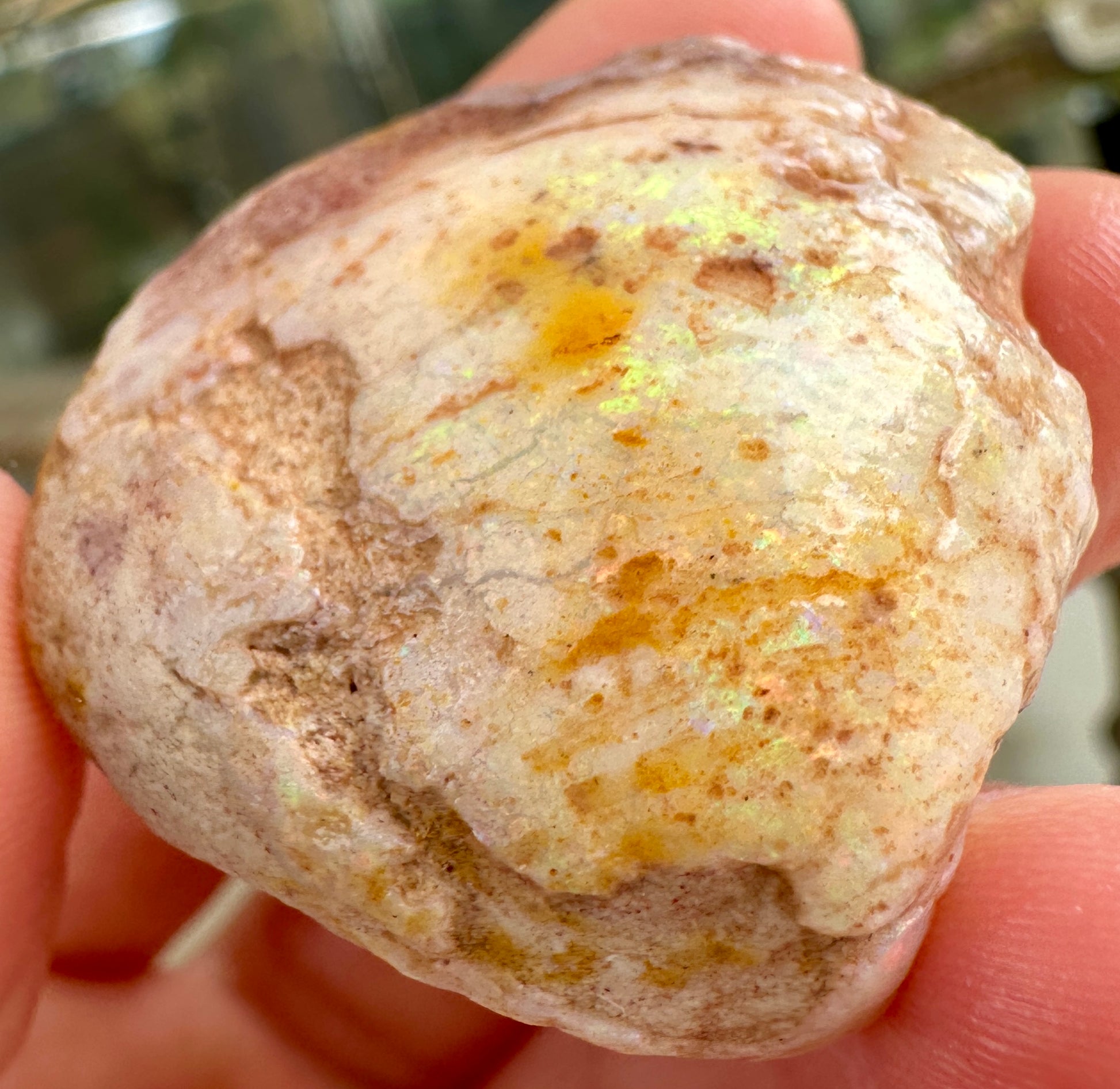 Opal Essence Opalized Cockle Fossils multicoloured
