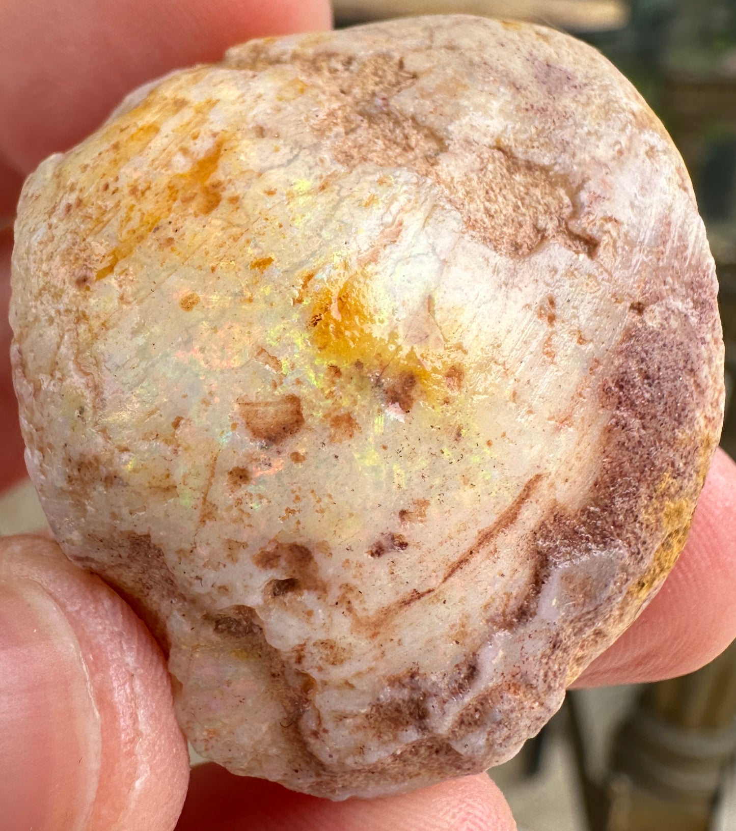 Opal Essence Opalized Cockle Fossils multicoloured