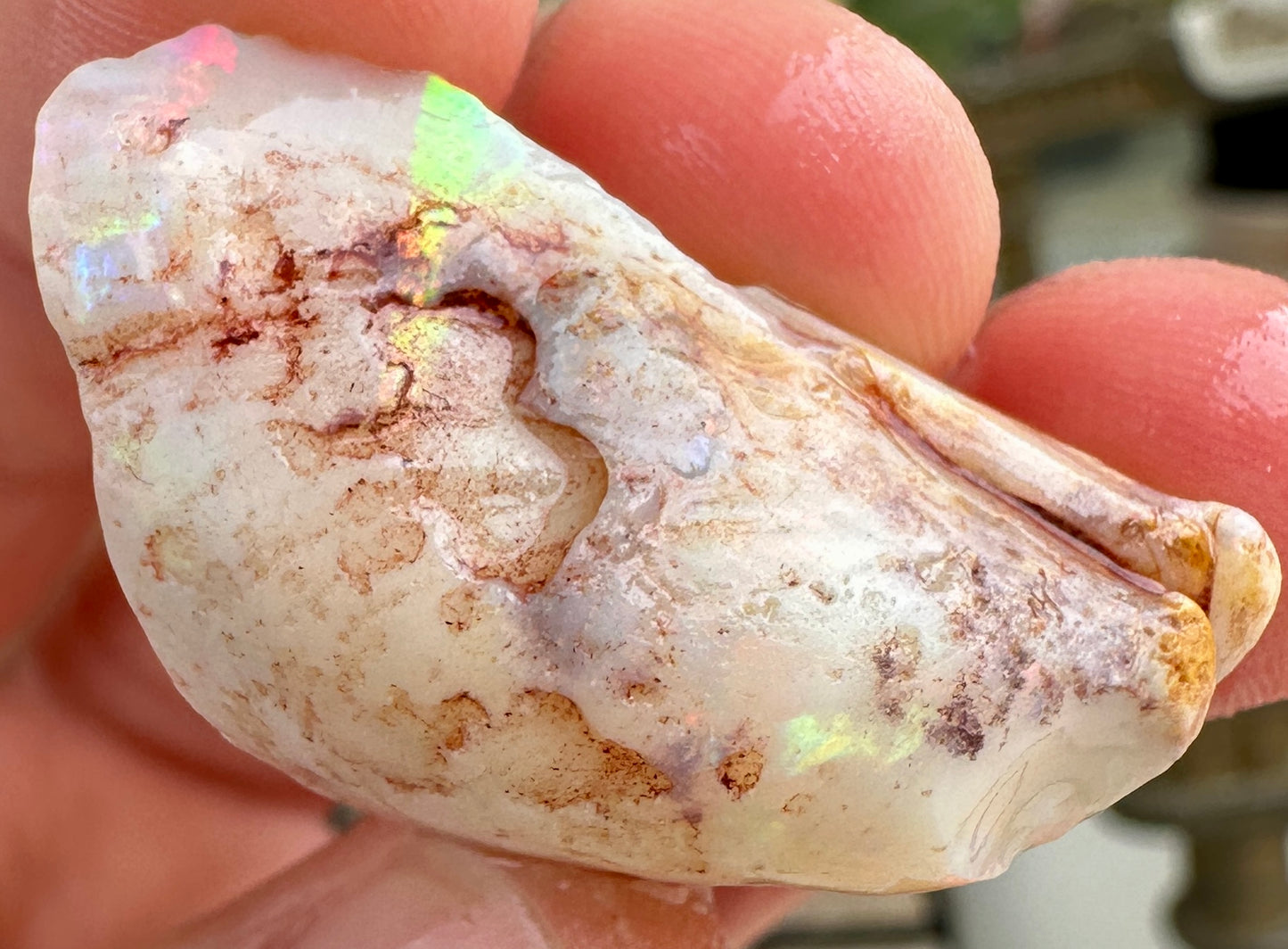 Opal Essence Opalized Cockle Fossils multicoloured