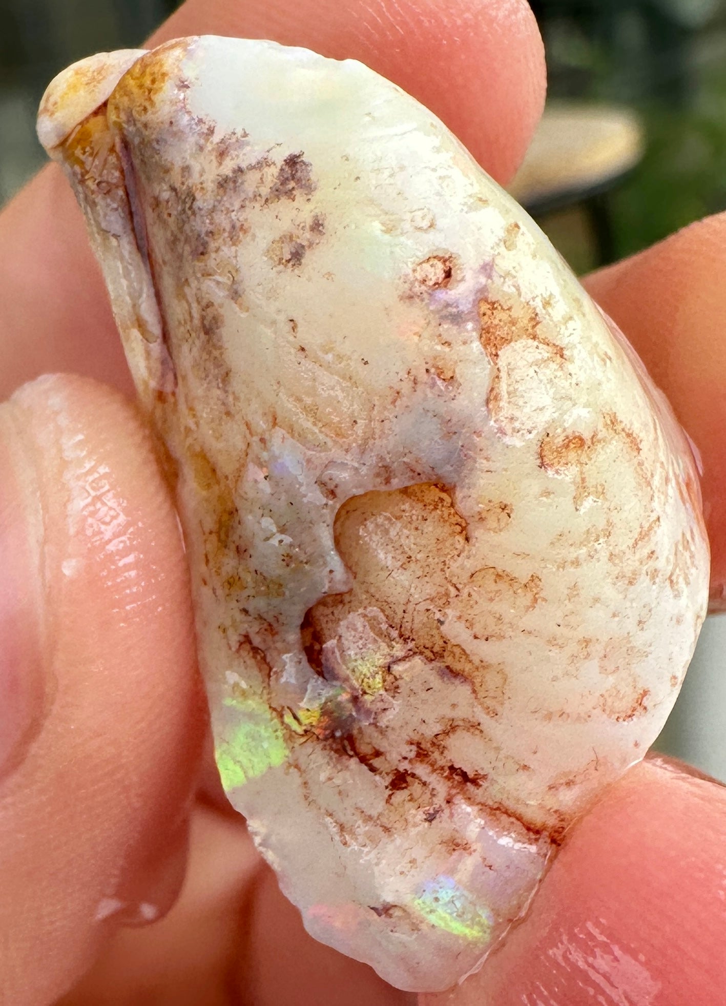Opal Essence Opalized Cockle Fossils multicoloured