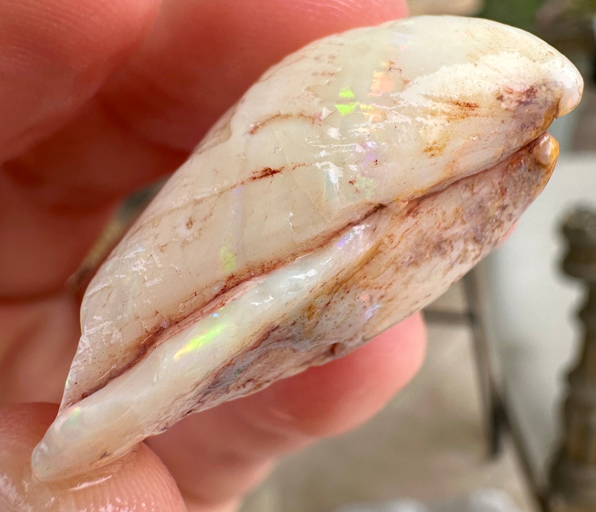 Opal Essence Opalized Cockle Fossils multicoloured