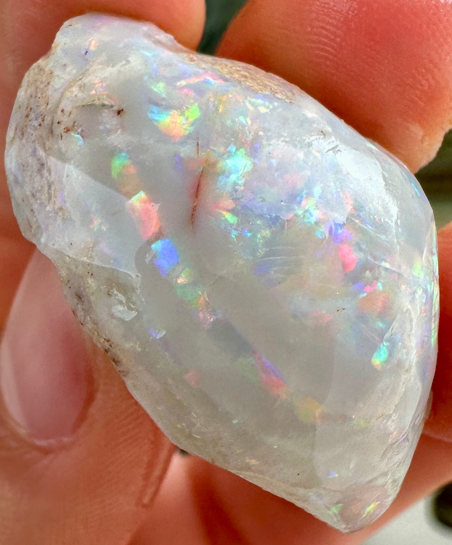 Opal Essence Opalized Cockle Fossils multicoloured