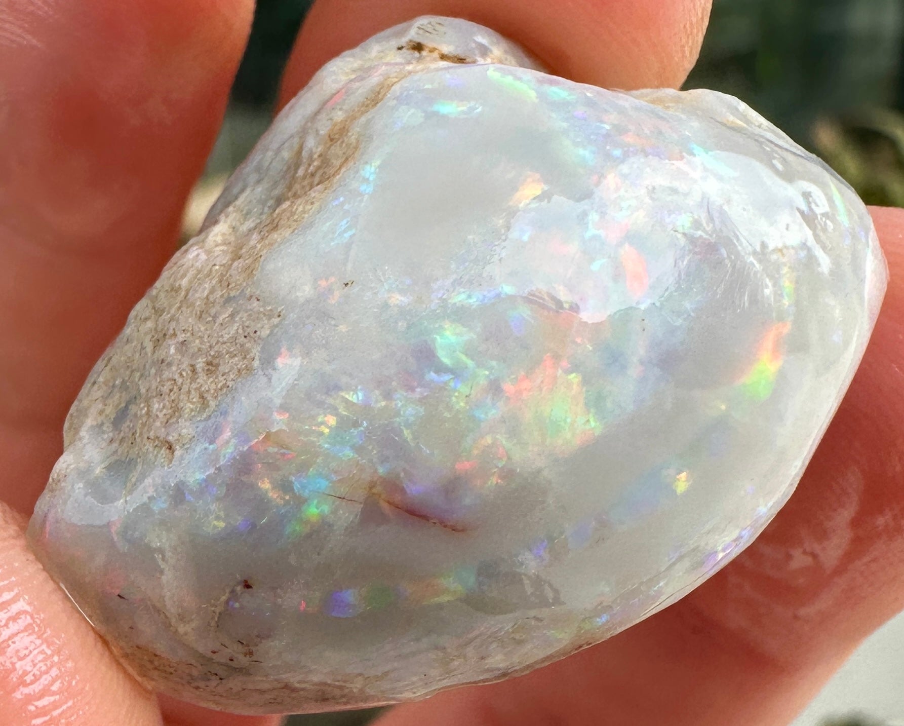 Opal Essence Opalized Cockle Fossils multicoloured