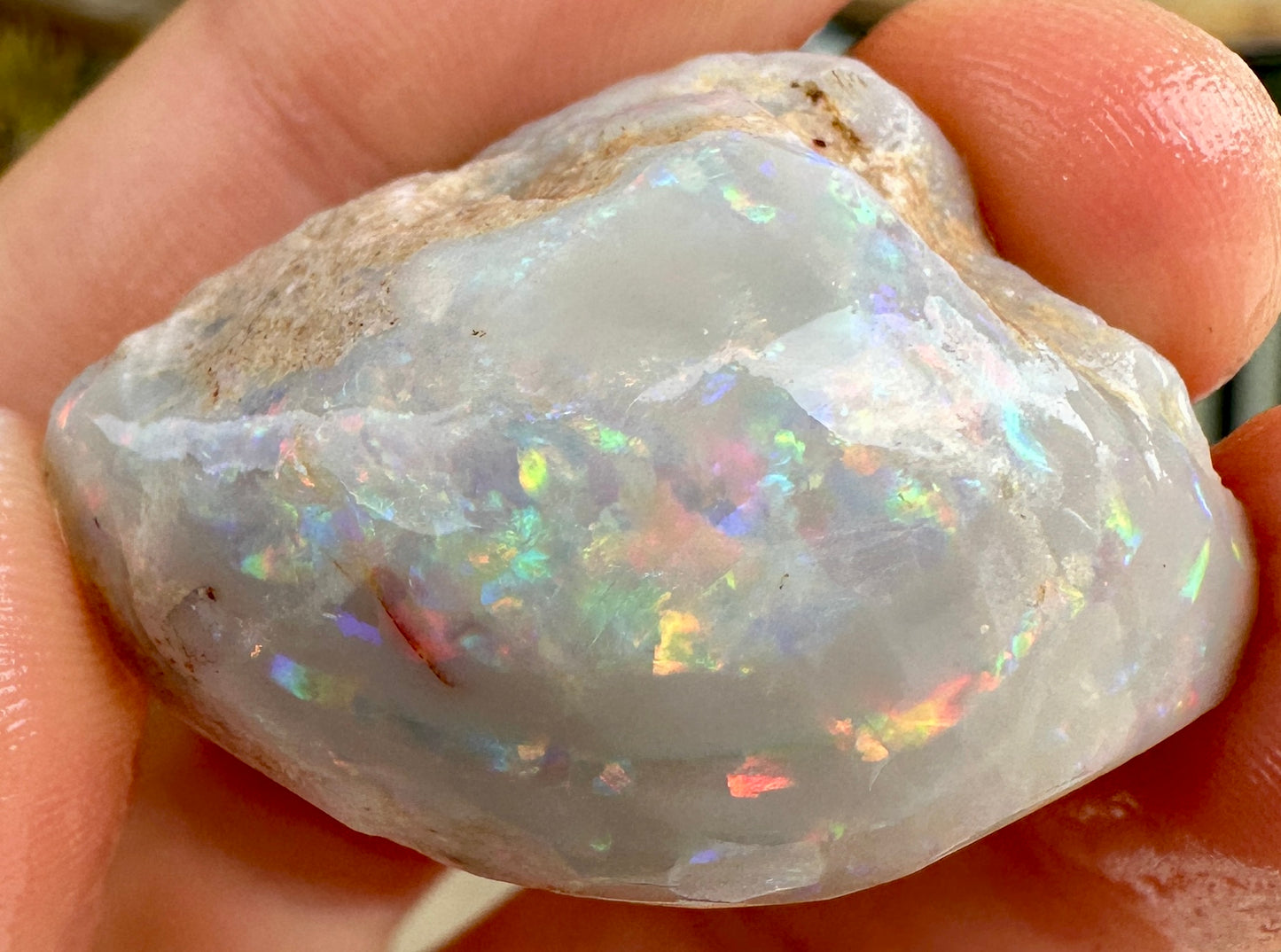 Opal Essence Opalized Cockle Fossils multicoloured