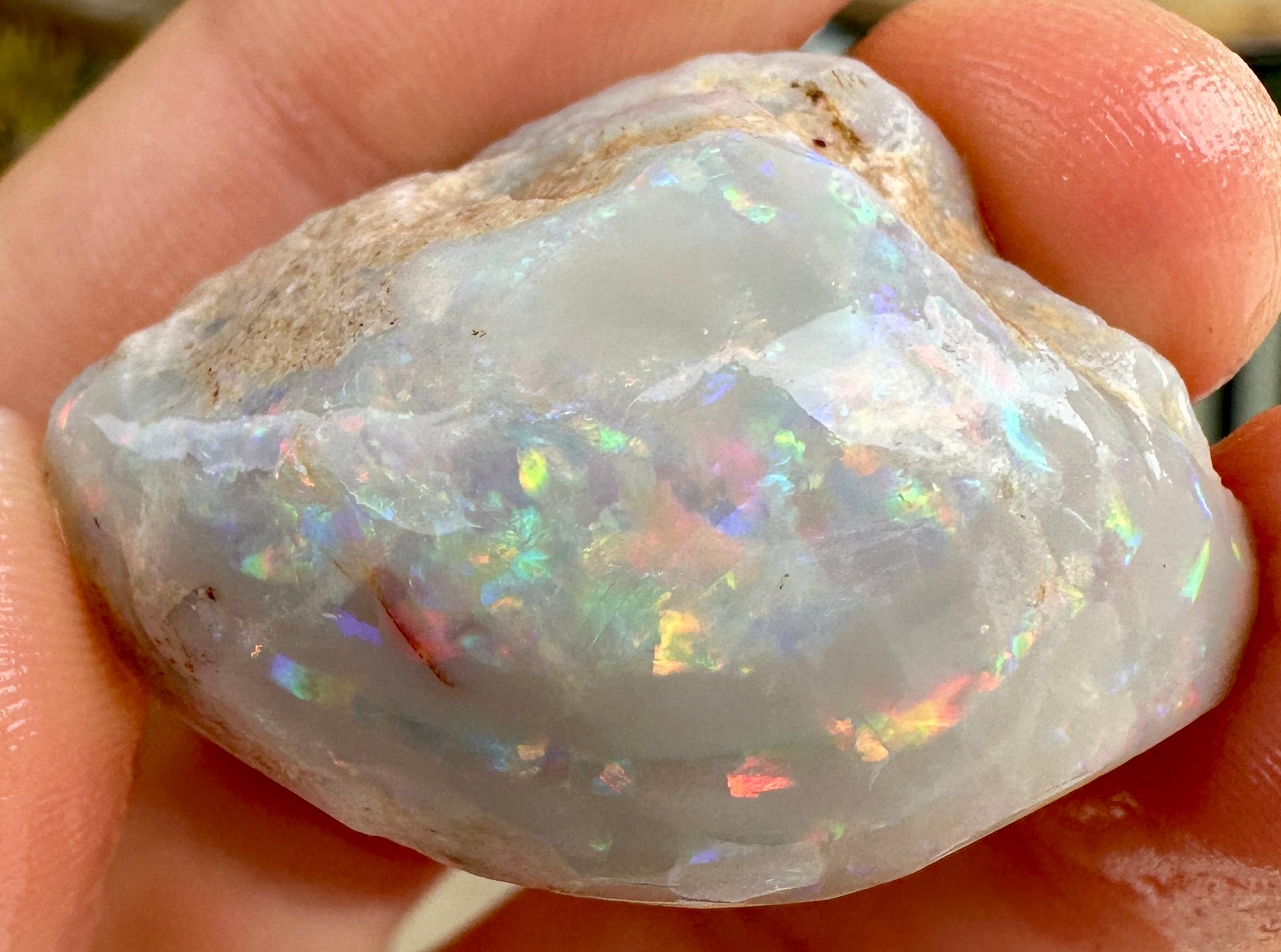 Opal Essence Opalized Cockle Fossils multicoloured