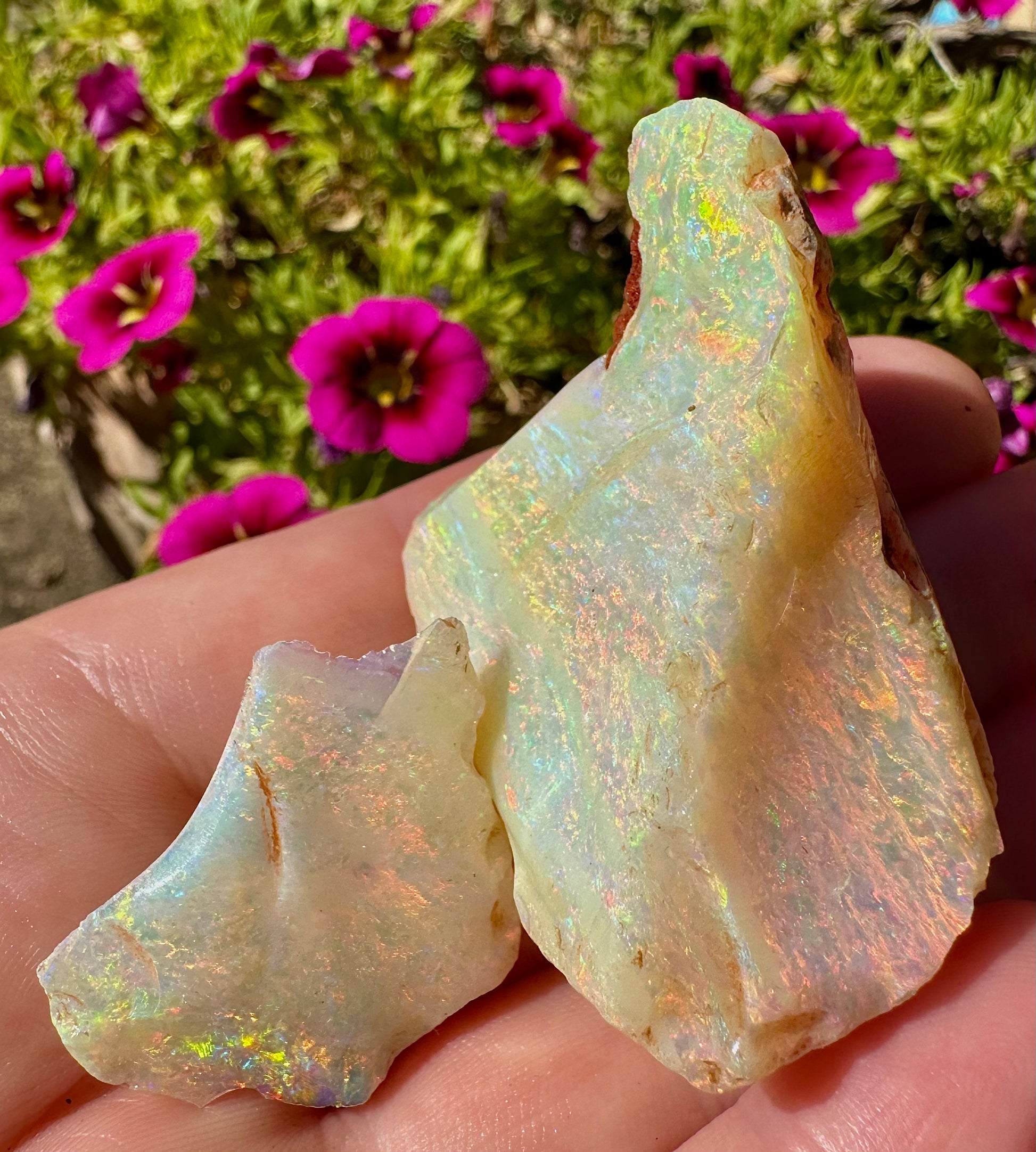 Stunning Australian uncut rough opals 