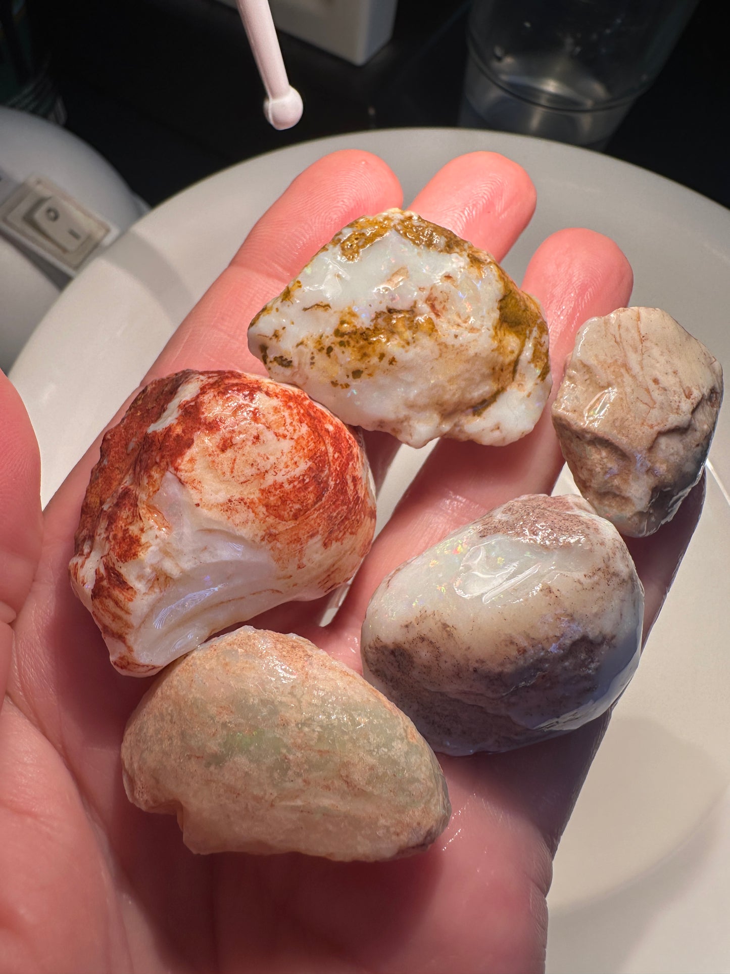 Opal Essence Opalized Cockle Shells Multicoloured