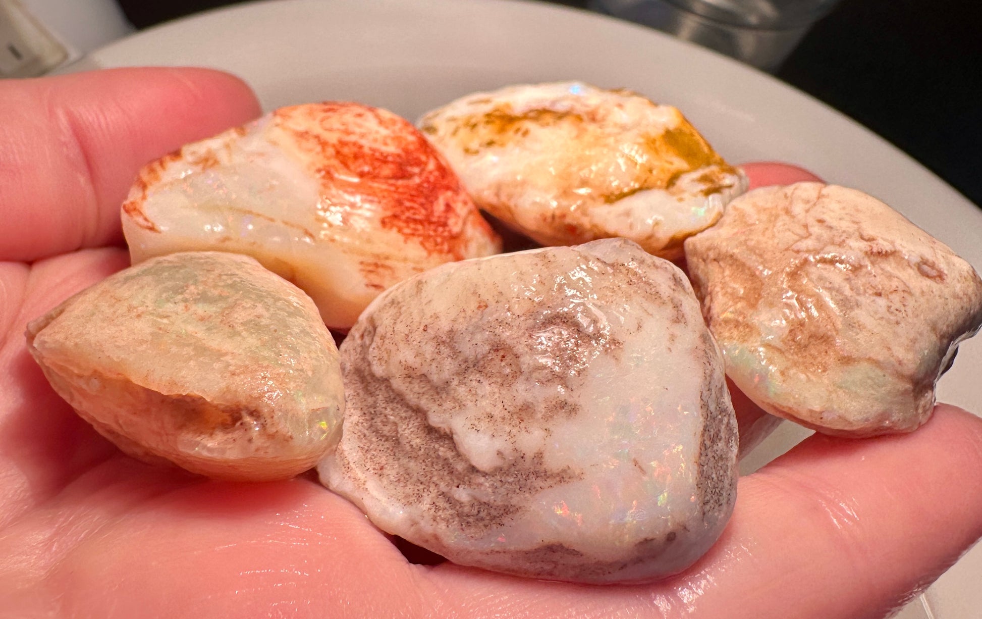 Opal Essence Opalized Cockle Shells Multicoloured