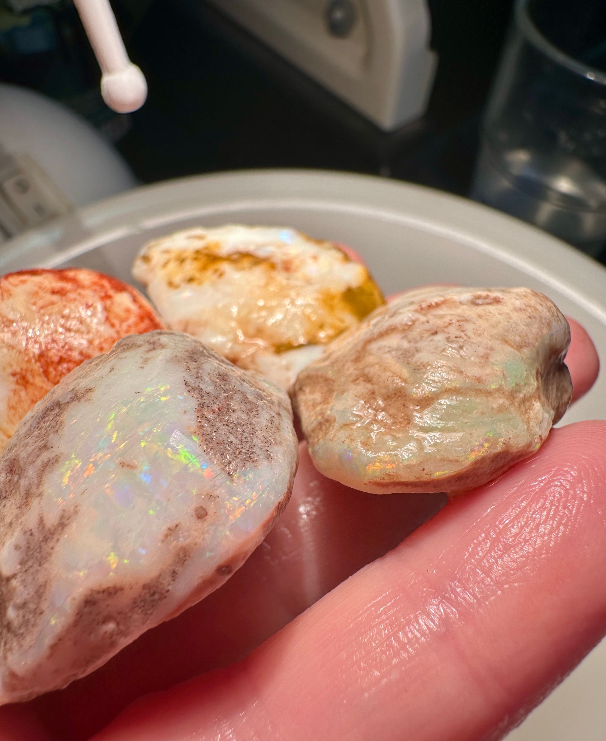 Opal Essence Opalized Cockle Shells Multicoloured