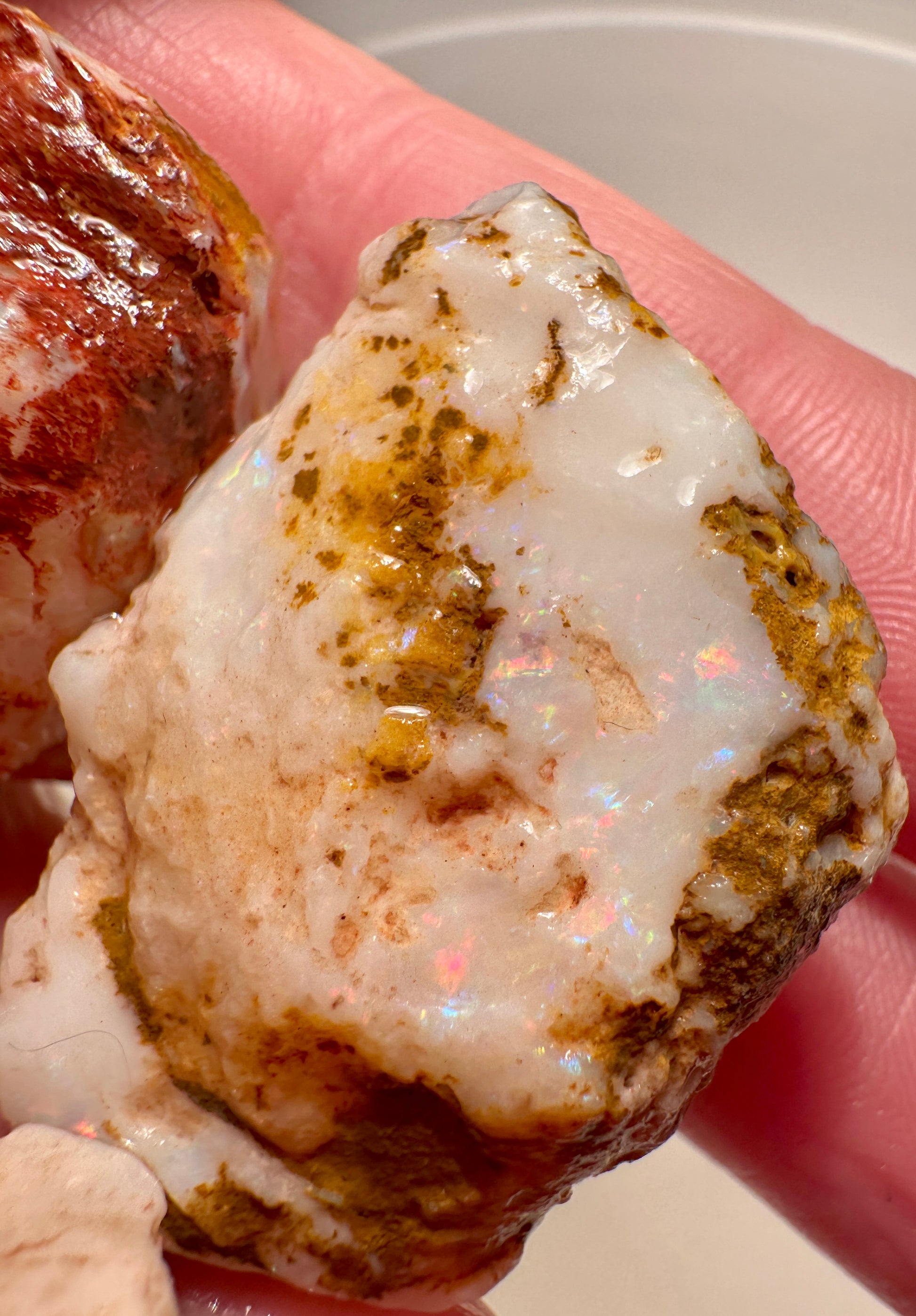 Opal Essence Opalized Cockle Shells Multicoloured