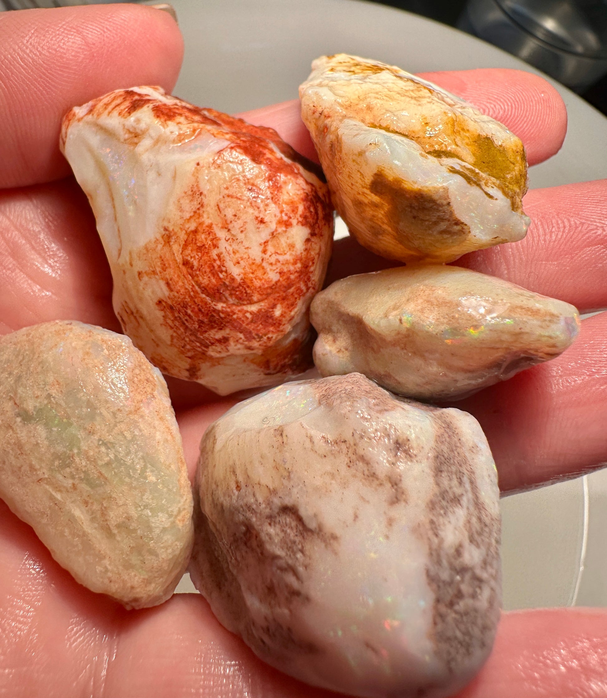 Opal Essence Opalized Cockle Shells Multicoloured