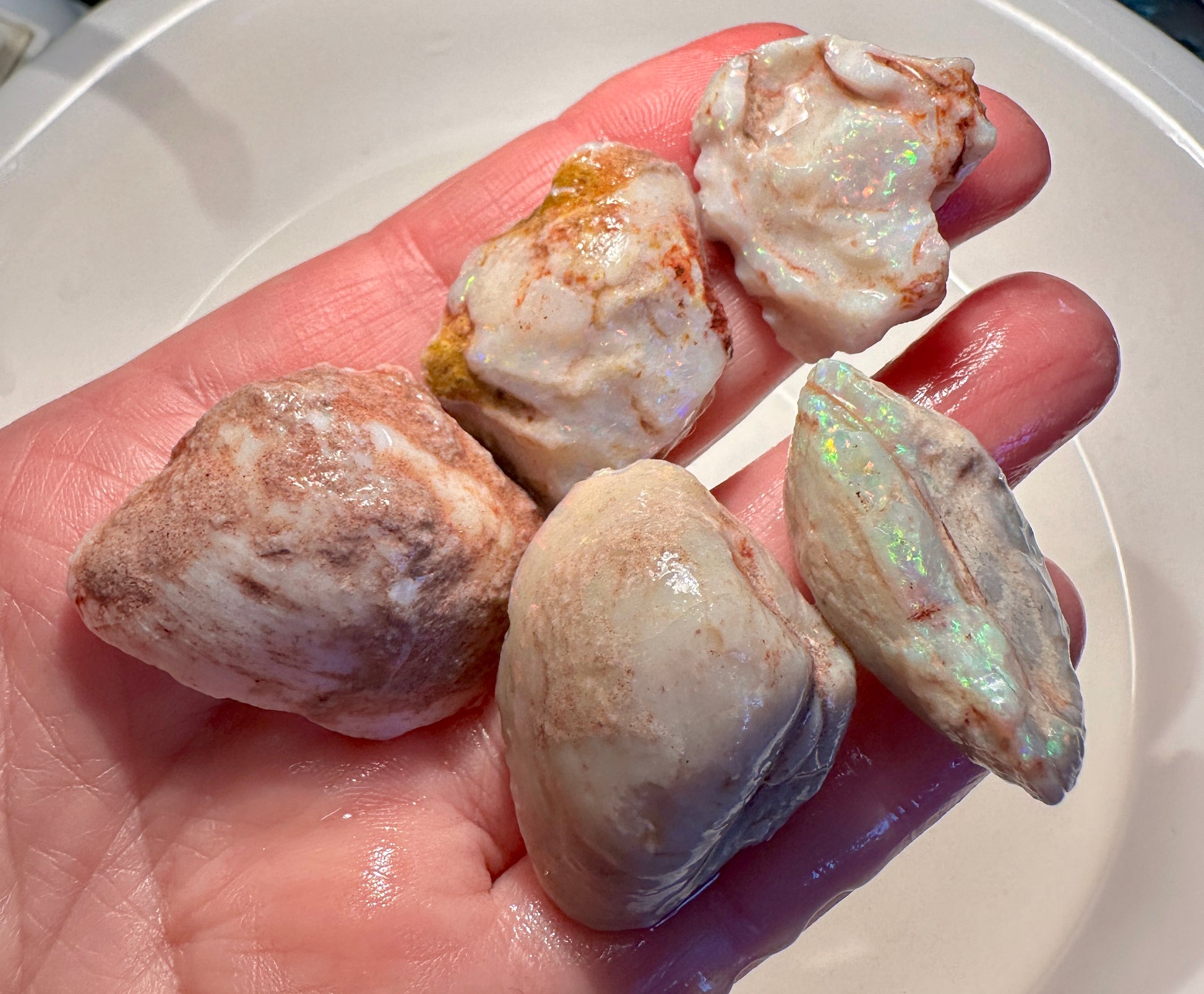 Opal Essence Opalized Cockle Shells Multicoloured