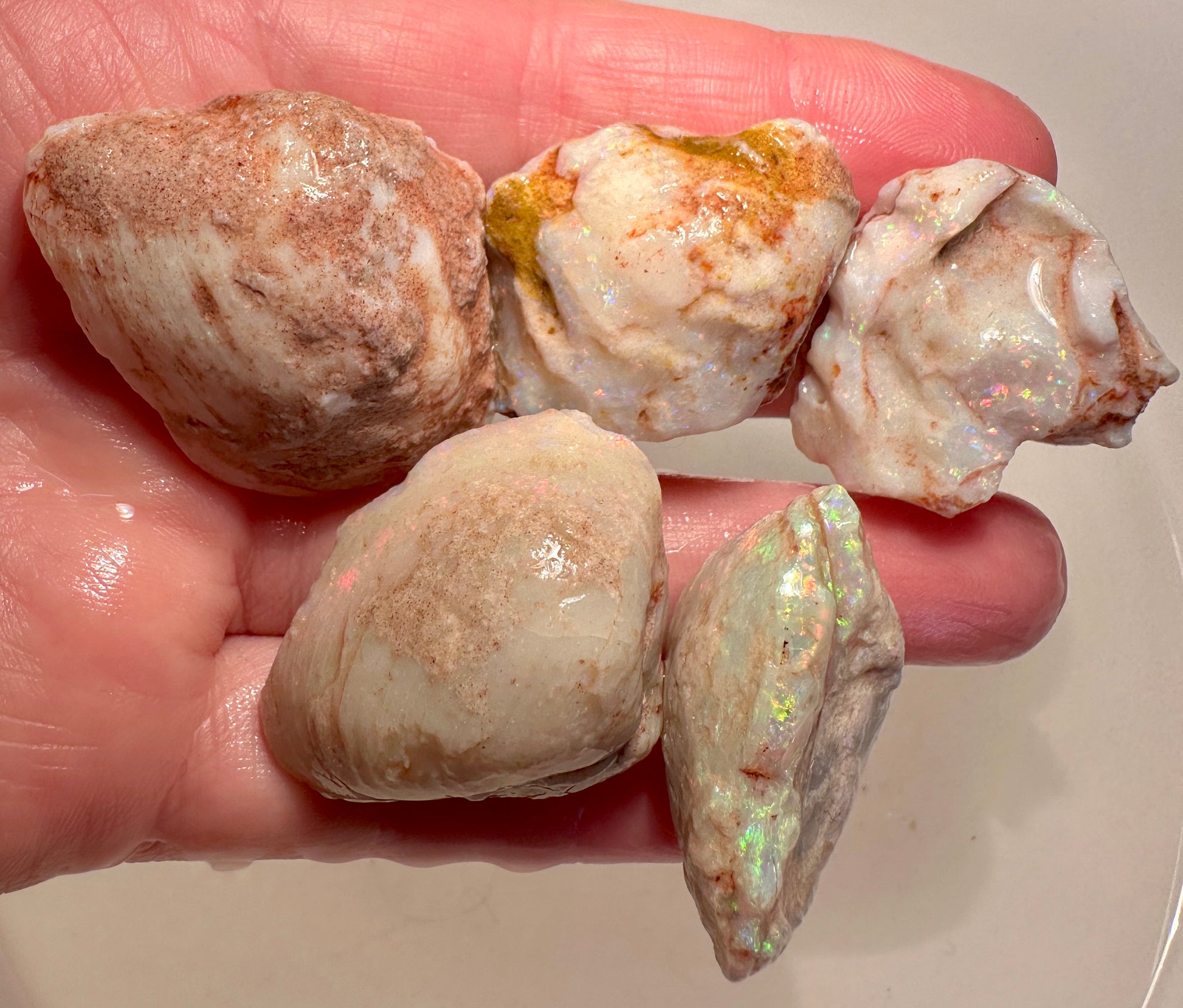 Opal Essence Opalized Cockle Shells Multicoloured