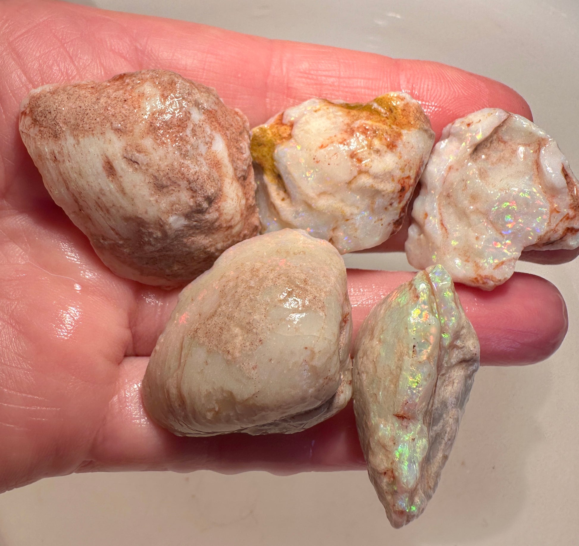 Opal Essence Opalized Cockle Shells Multicoloured